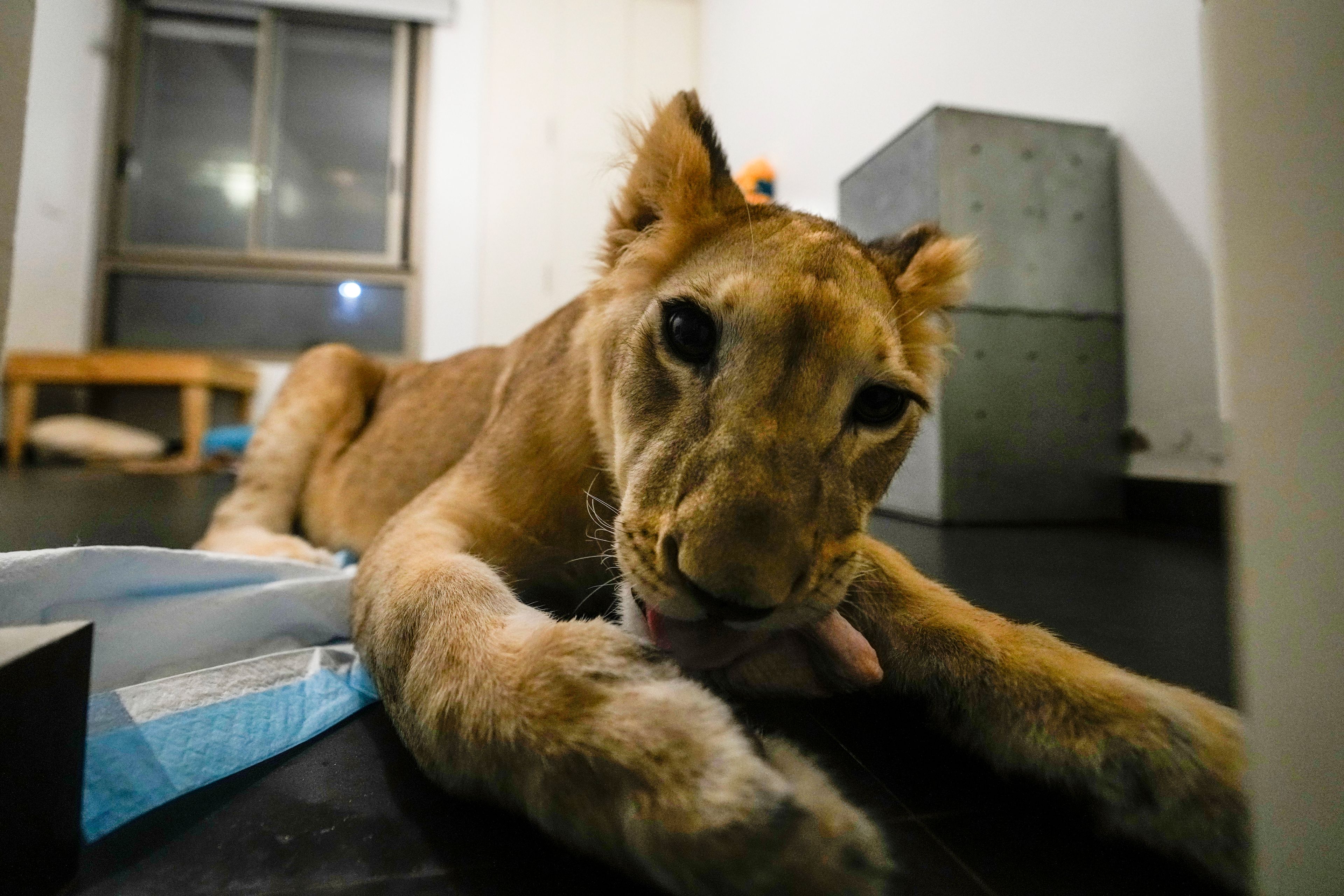 Sara the lion cub plays in an apartment where she was sheltered by the rescue group Animals Lebanon in Beirut, Lebanon, Monday, Nov. 11, 2024. (AP Photo/Hassan Ammar)