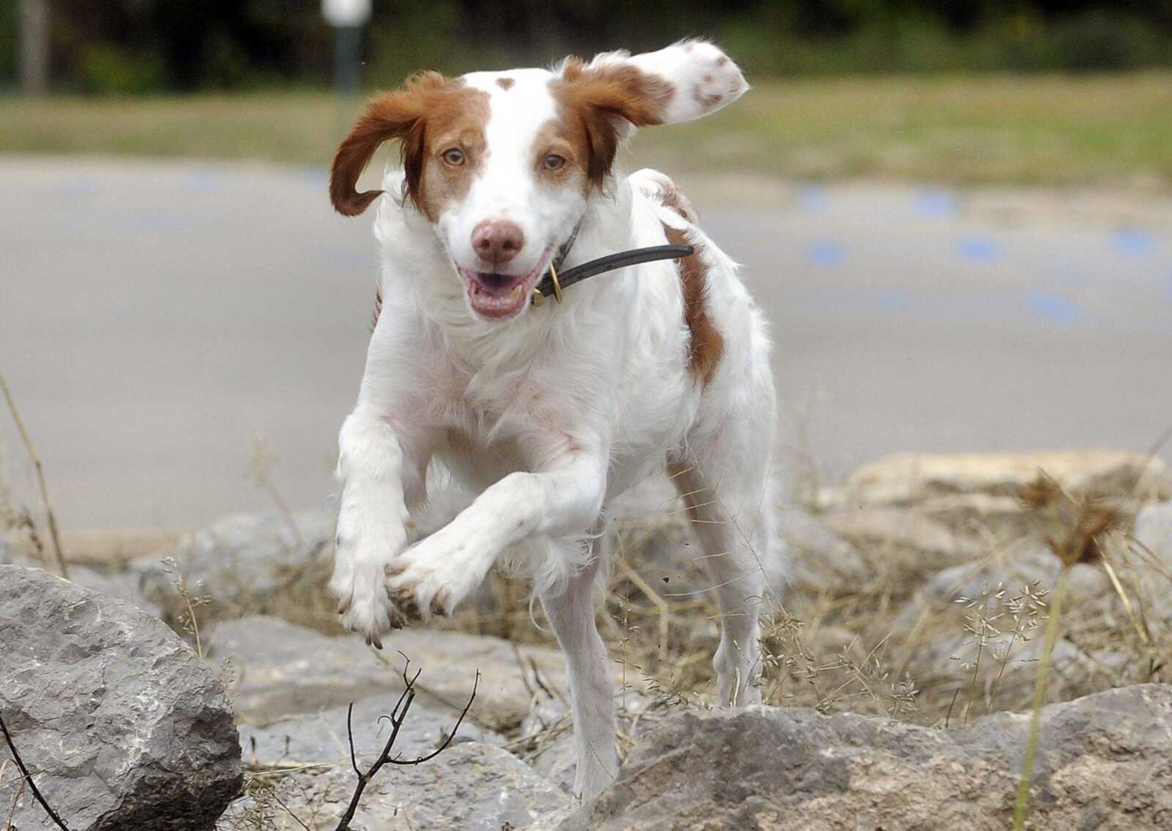 Brewster bounds across the rocky bank of the Mississippi River on Wednesday at Red Star Access in Cape Girardeau. Brewster and his owner take frequent walks along the riverfront. (Laura Simon)