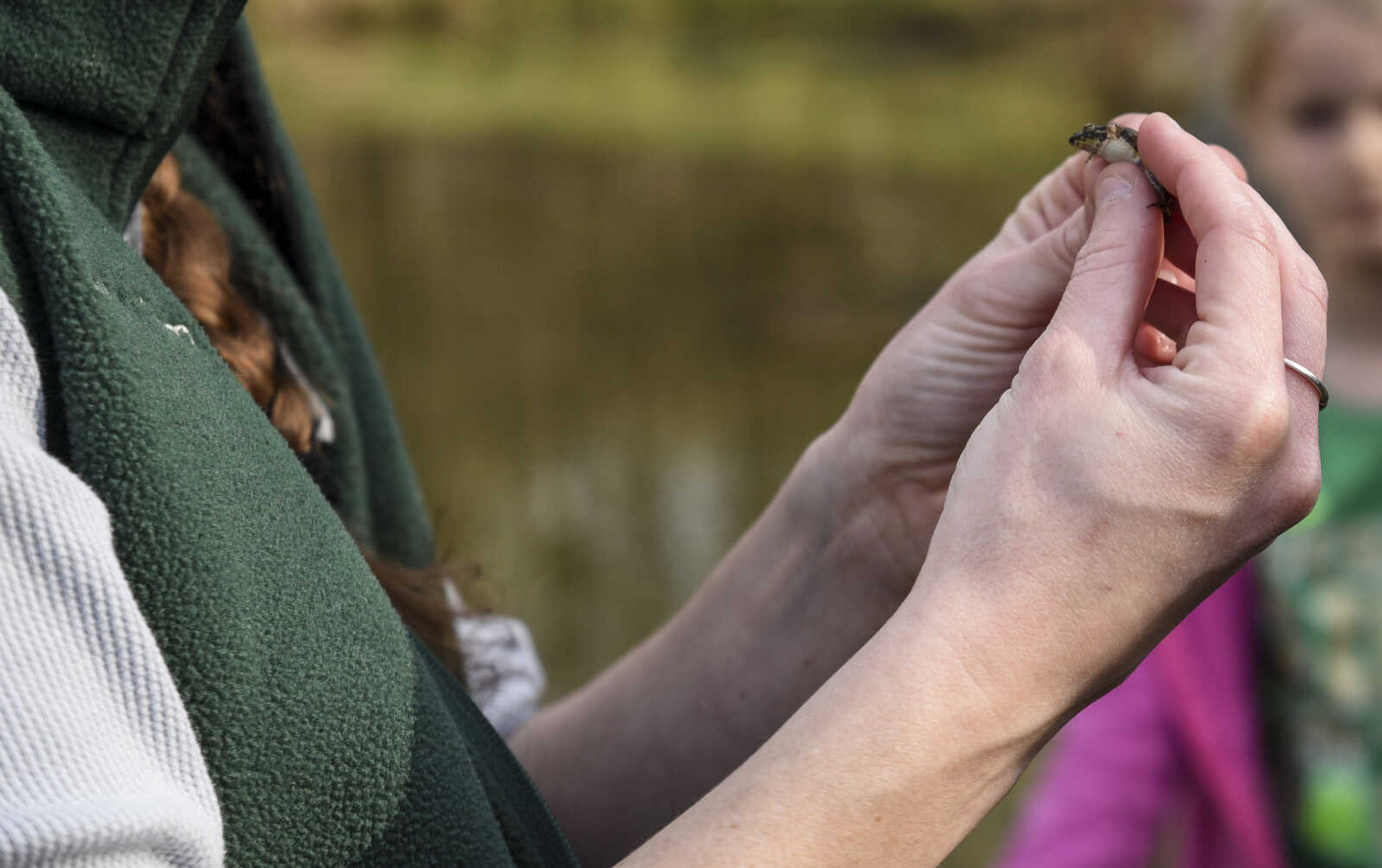 Shelby Timm, resource staff scientist with the Missouri Department of Conservation, holds a cricket frog during Froggy Friday at the Cape Girardeau Conservation Nature Center Friday, April 20, 2018.