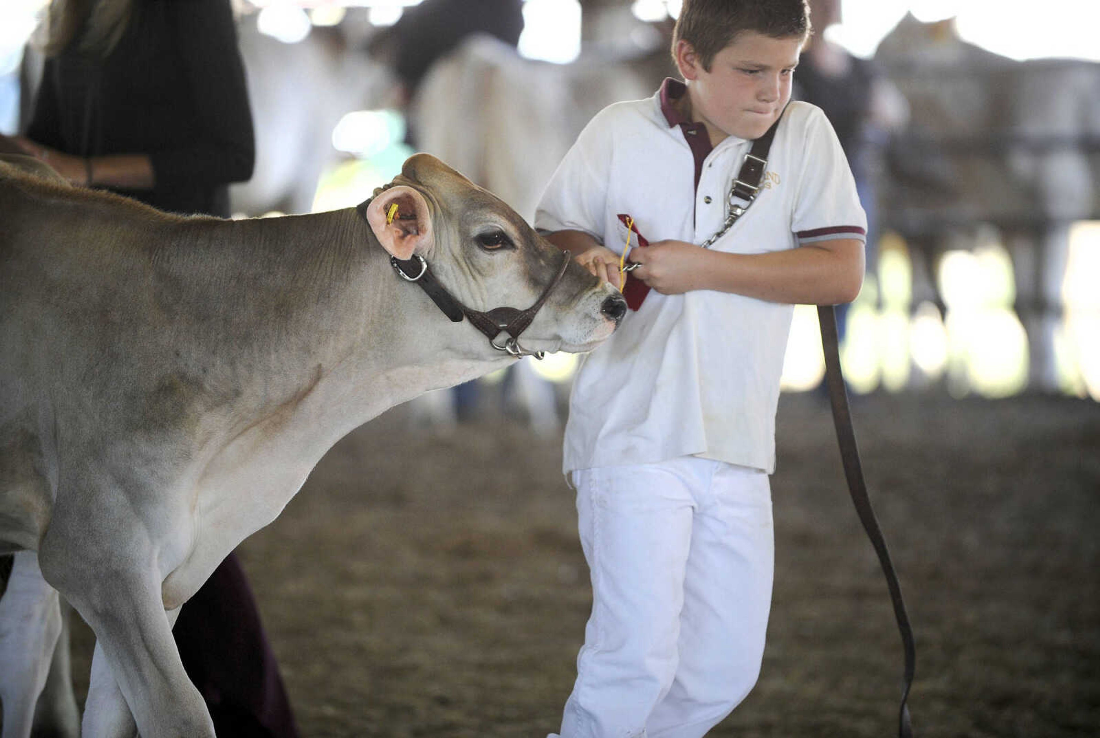 LAURA SIMON ~ lsimon@semissourian.com

Michael Kieninger tugs on a stubborn Jumbo, a sixth-month-old Brown Swiss, during the Livestock Show Arena for the Brown Swiss judging on Monday, Sept. 12, 2016, during the SEMO District Fair at Arena Park in Cape Girardeau.