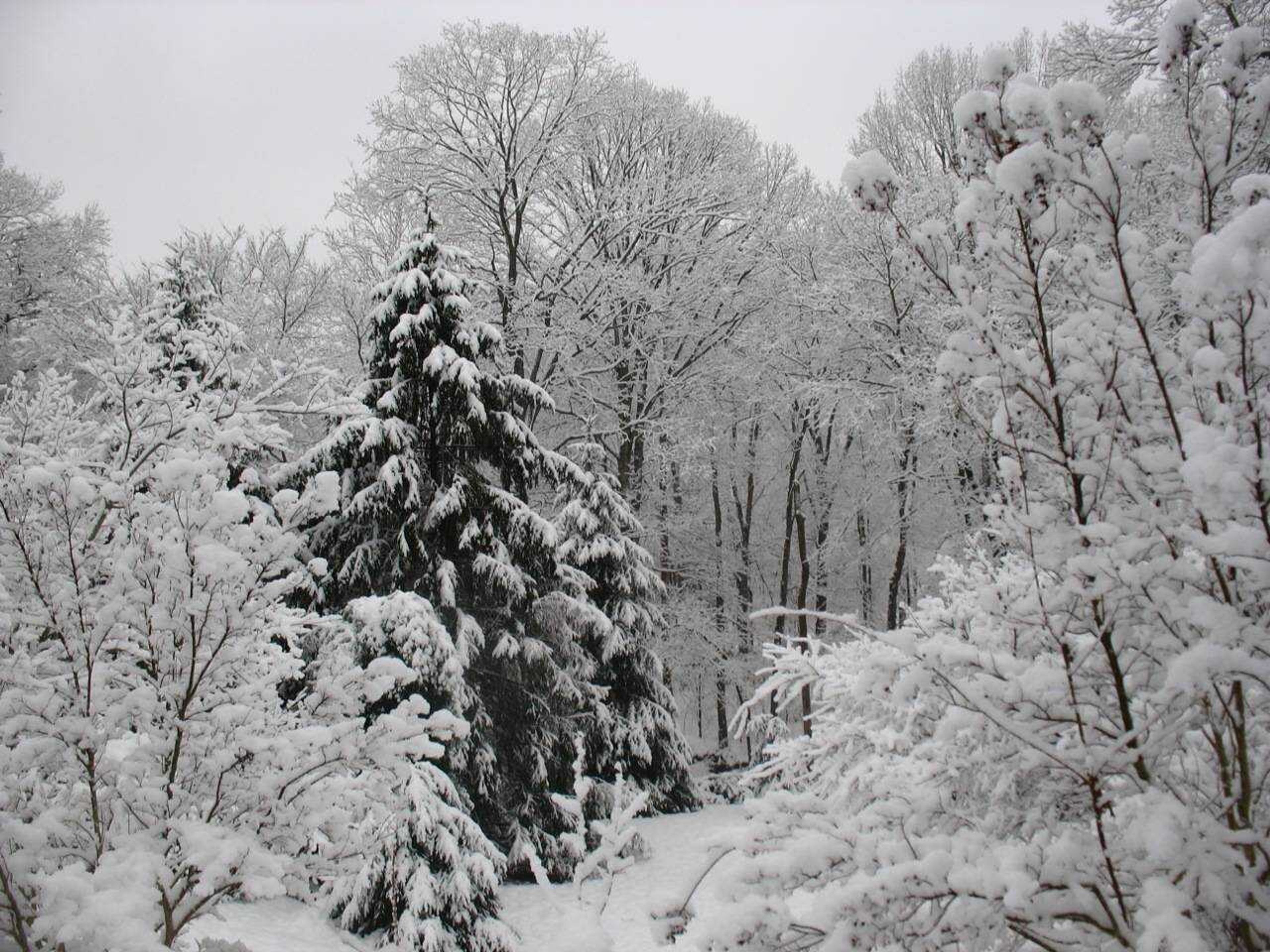 The Felkers' Christmas trees in the wintertime, in their yard in Cape Girardeau.