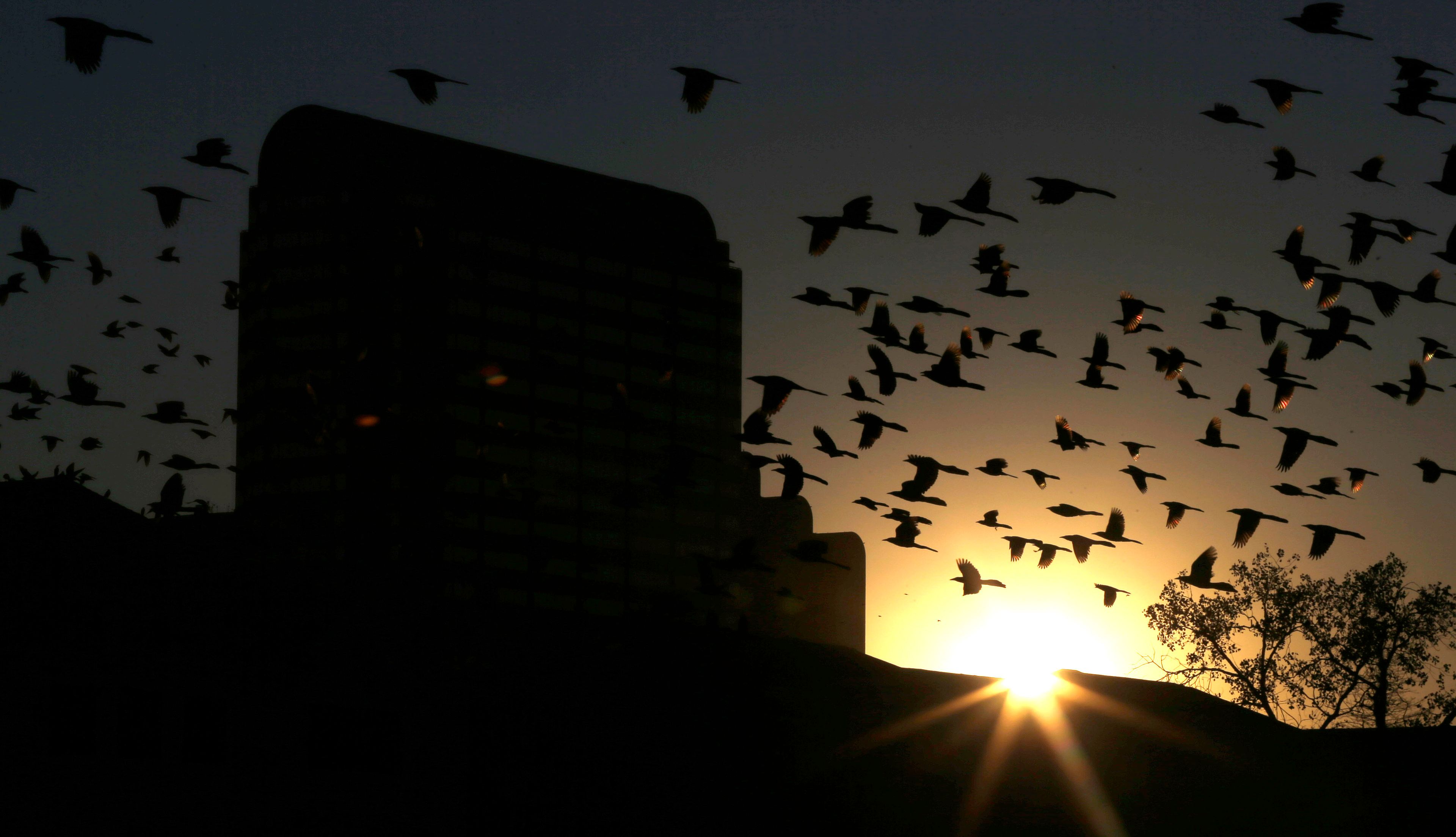 FILE - Birds congregate around office buildings as the sun sets on North Dallas, Tuesday, Dec. 17, 2013. A new study finds that more than 1 billion birds are killed annually in the U.S. in collisions with windows. (AP Photo/LM Otero, File)