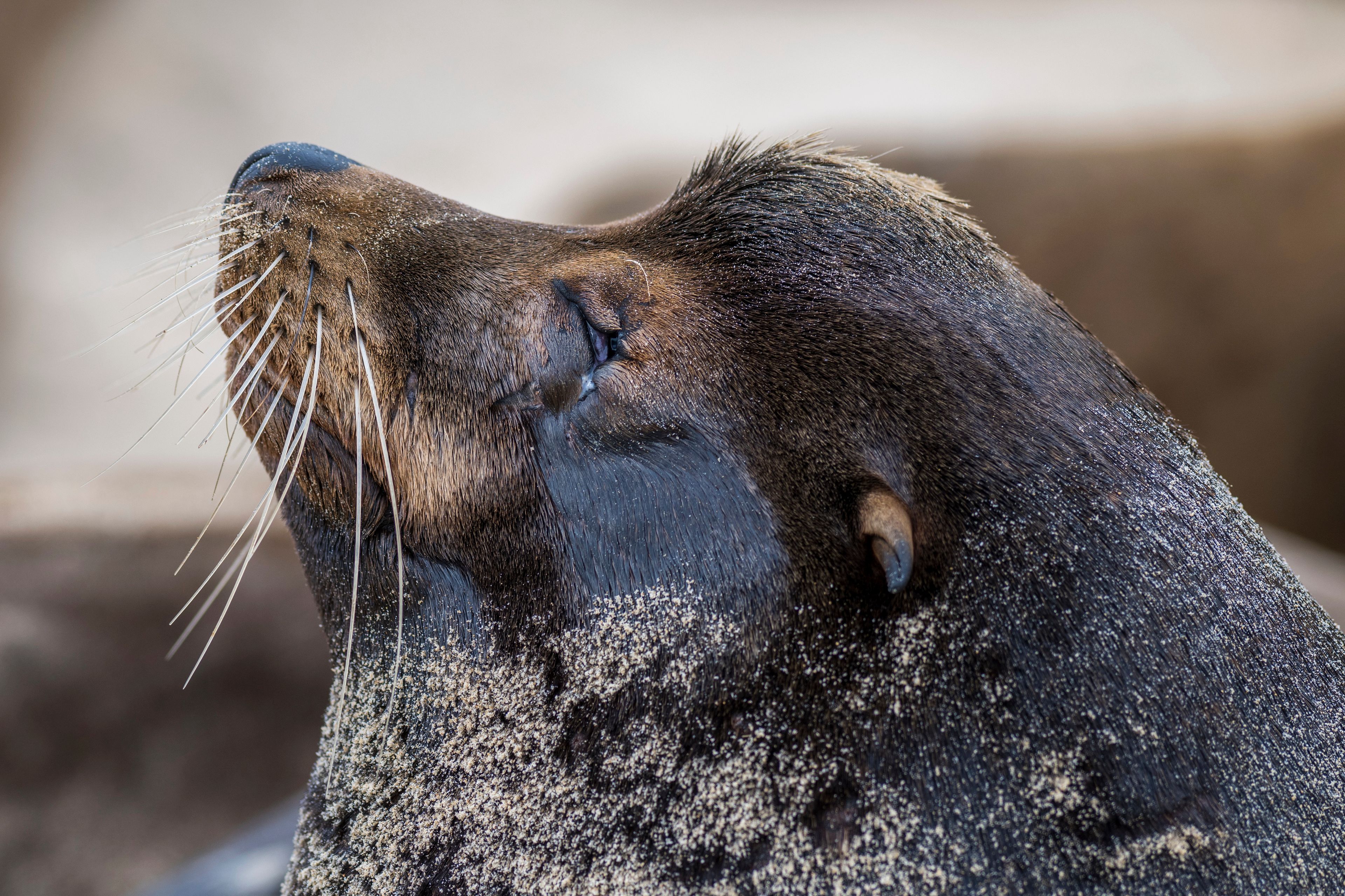 A sea lion is covered in sand on San Carlos beach in Monterey, Calif., Friday, Aug. 23, 2024. (AP Photo/Nic Coury)