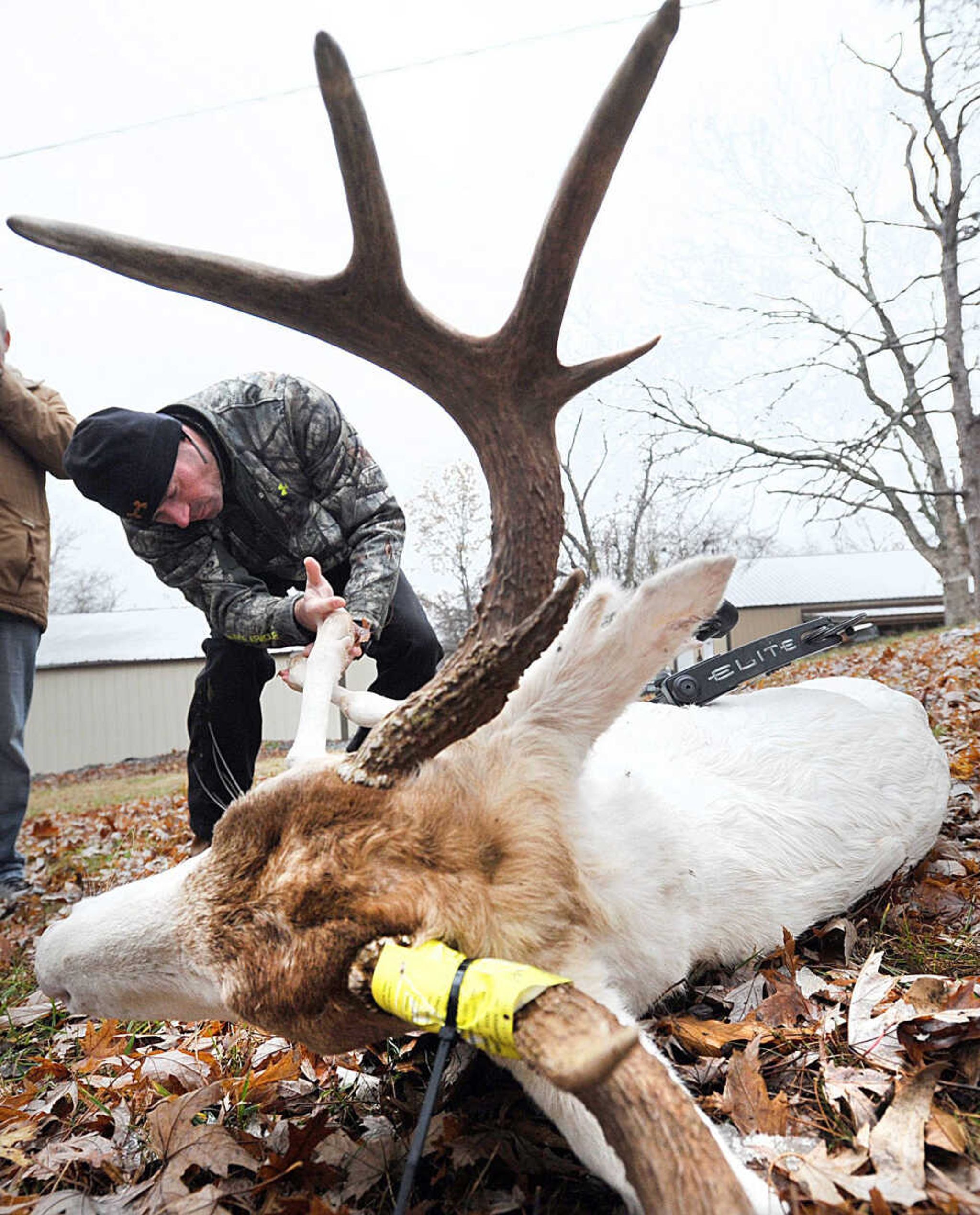 Jerry Kinnaman checks out the hoofs of the 10 point, 7-year-old albino buck he shot with a bow and arrow Tuesday in Cape Girardeau County. (Laura Simon)