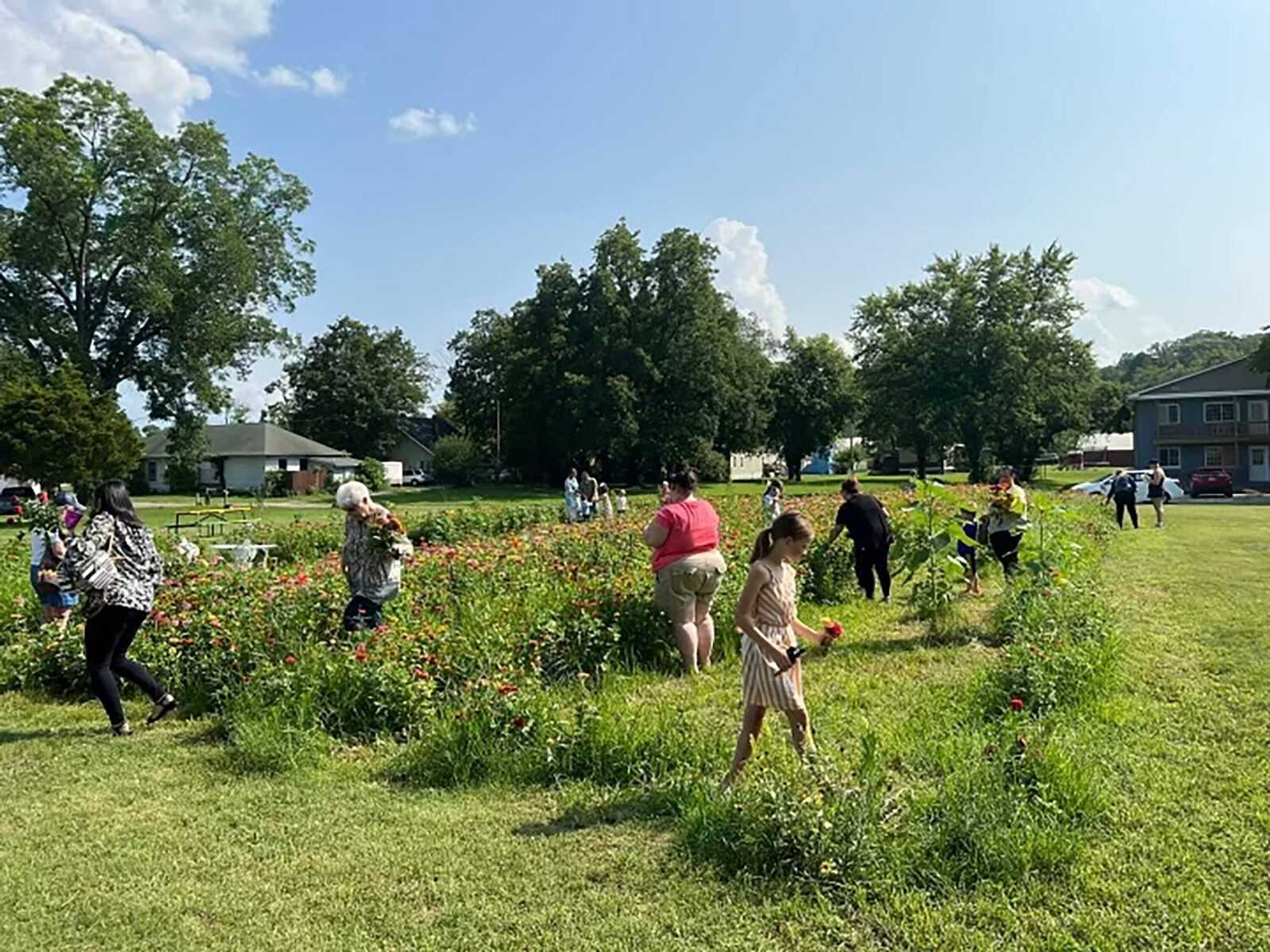 Community members pick zinnias in the Marble Hill Community Garden’s flower patch. Both zinnias and sunflowers are grown in the patch each year. 