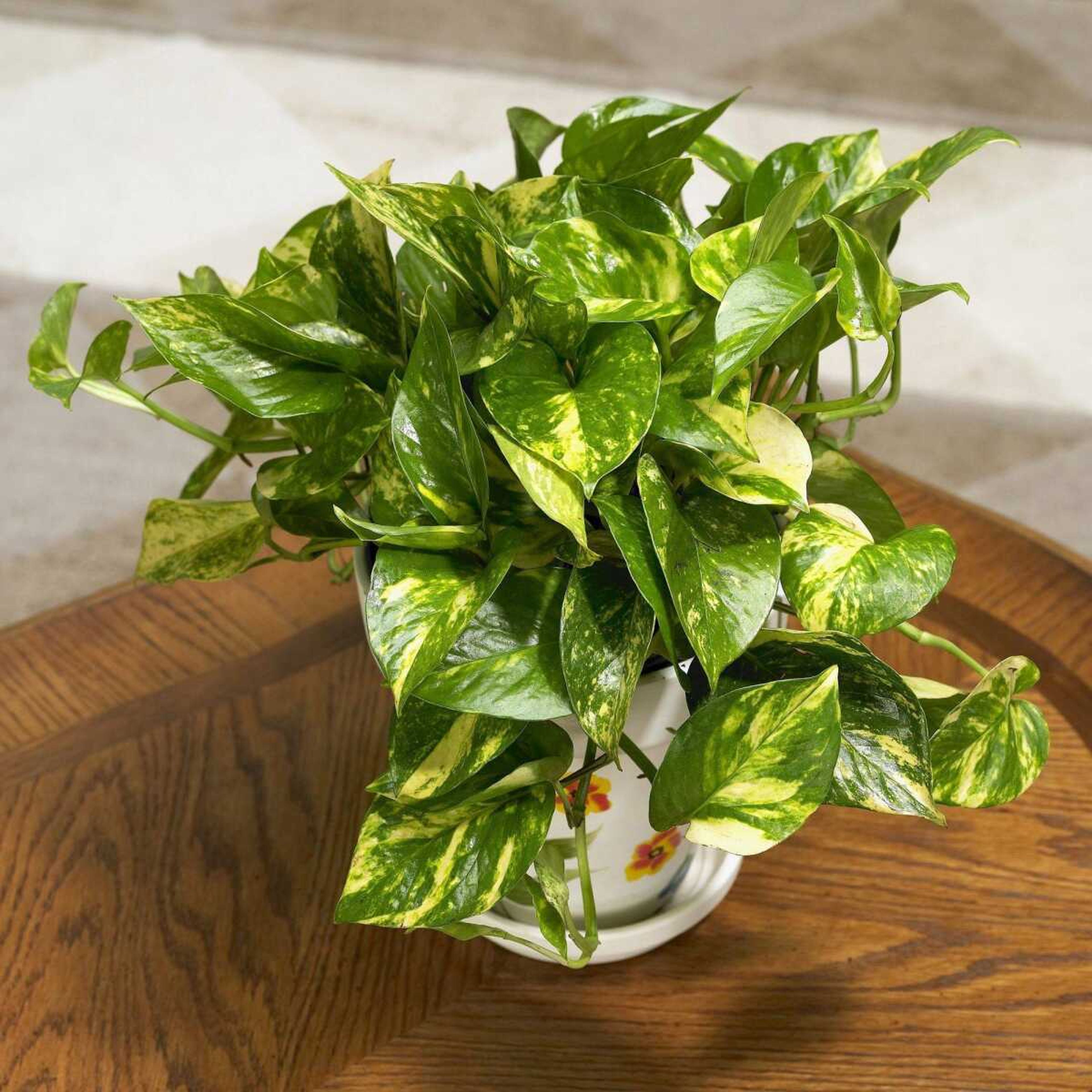 This undated photo provided by Lowe's showed a Golden Pothos plant. (Associated Press)