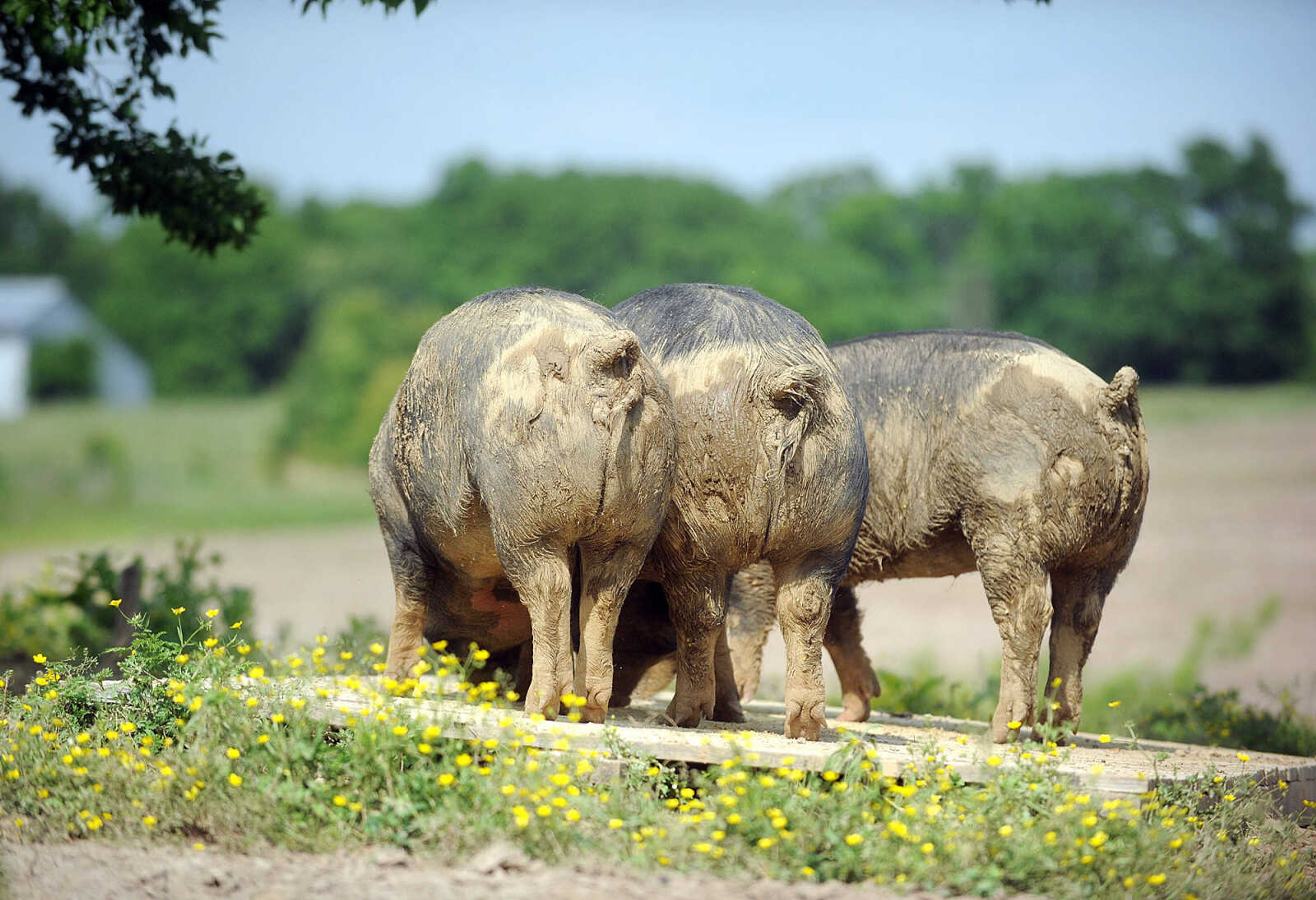 LAURA SIMON ~ lsimon@semissourian.com

Berkshire sows line up for their dinner, Monday afternoon, May 19, 2014, at Brian Strickland and Luke Aufdenberg's Oak Ridge pig farm.