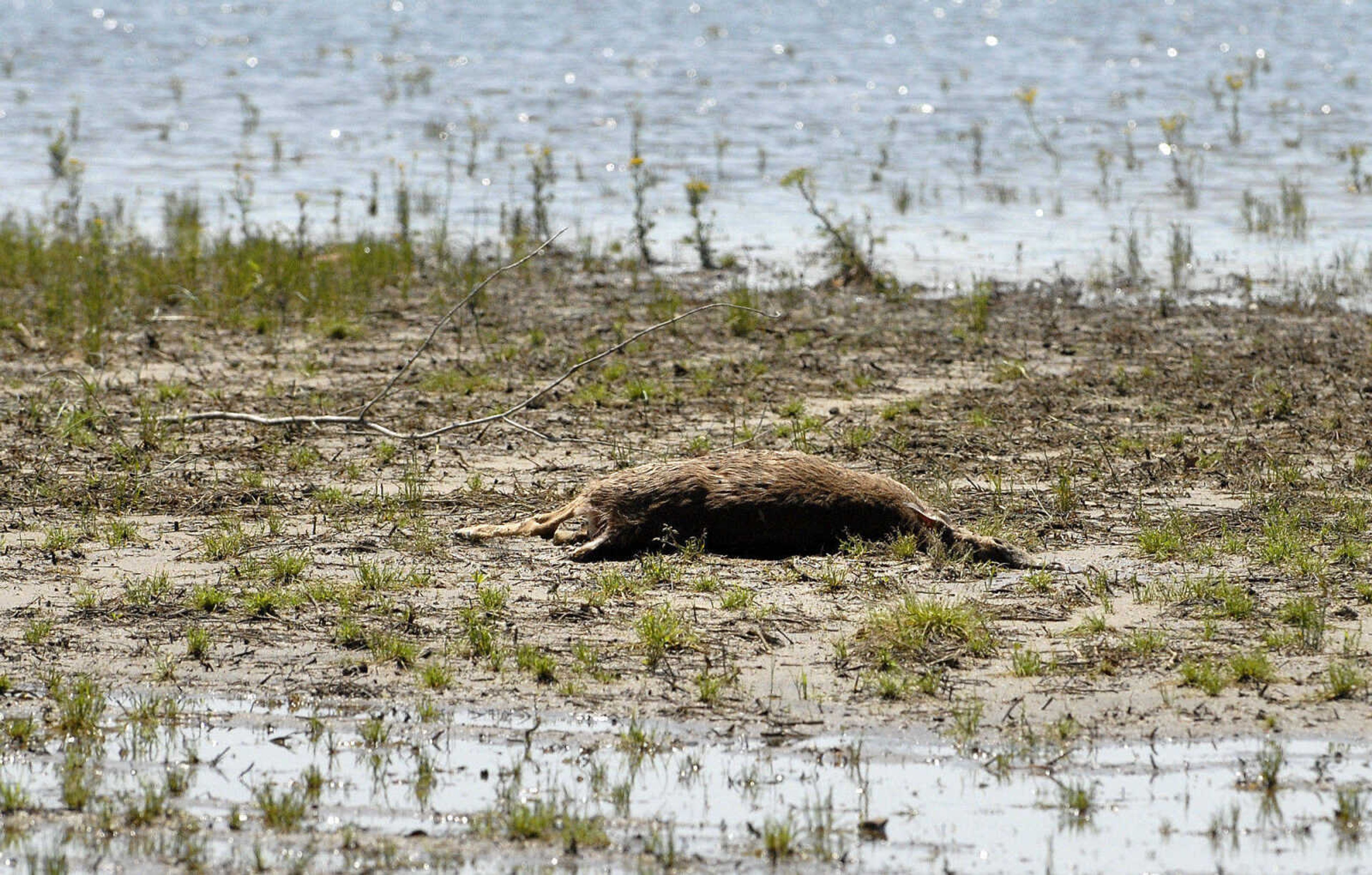 LAURA SIMON~lsimon@semissourian.com
A deceased deer lays on land where the floodwater has receded Thursday, May 5, 2011 in Olive Branch, Ill.