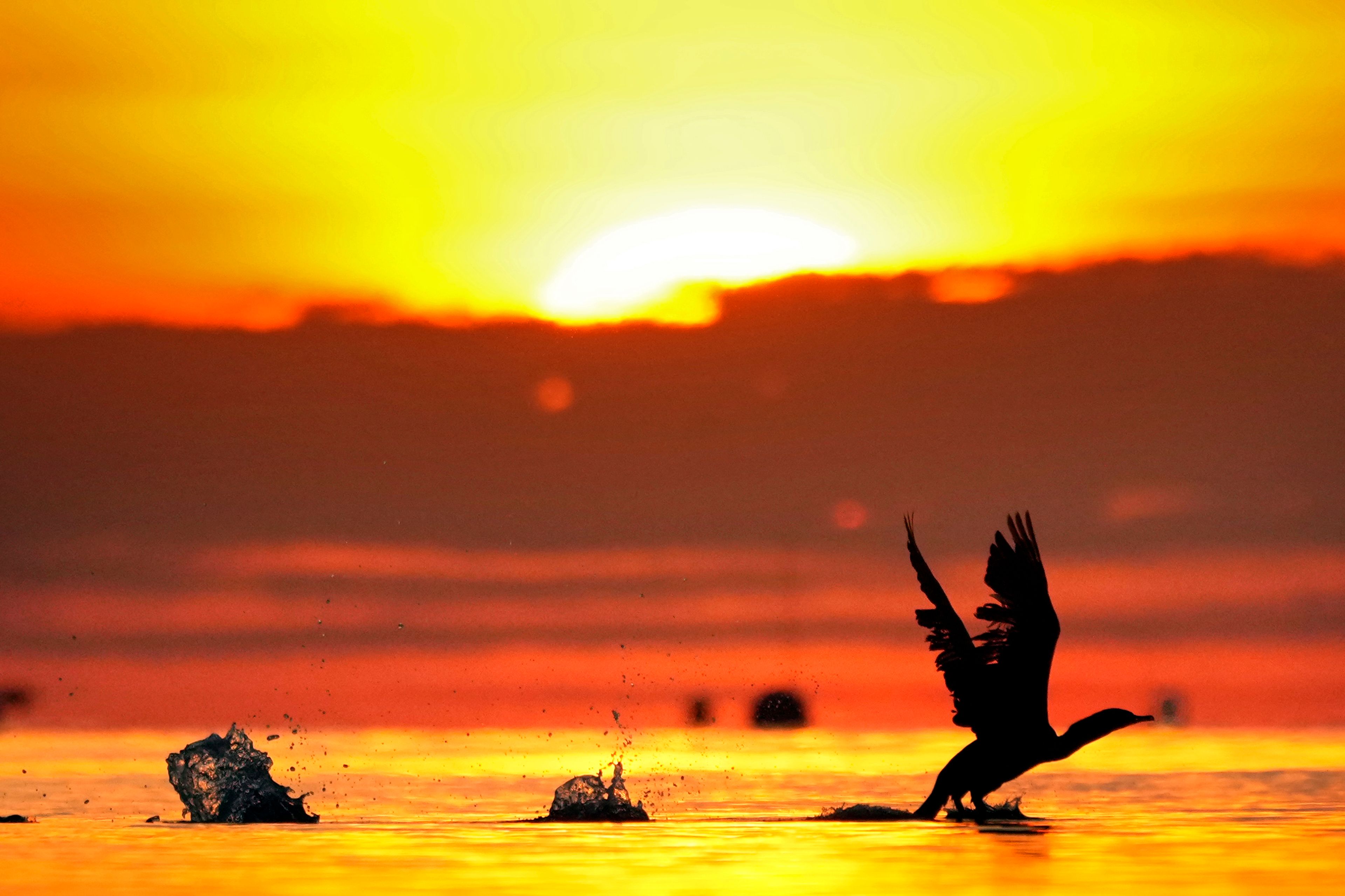 A cormorant gets a running start to take off from the calm waters of Northeast Harbor, Maine, at sunrise Monday, Oct. 21, 2024. (AP Photo/Robert F. Bukaty)