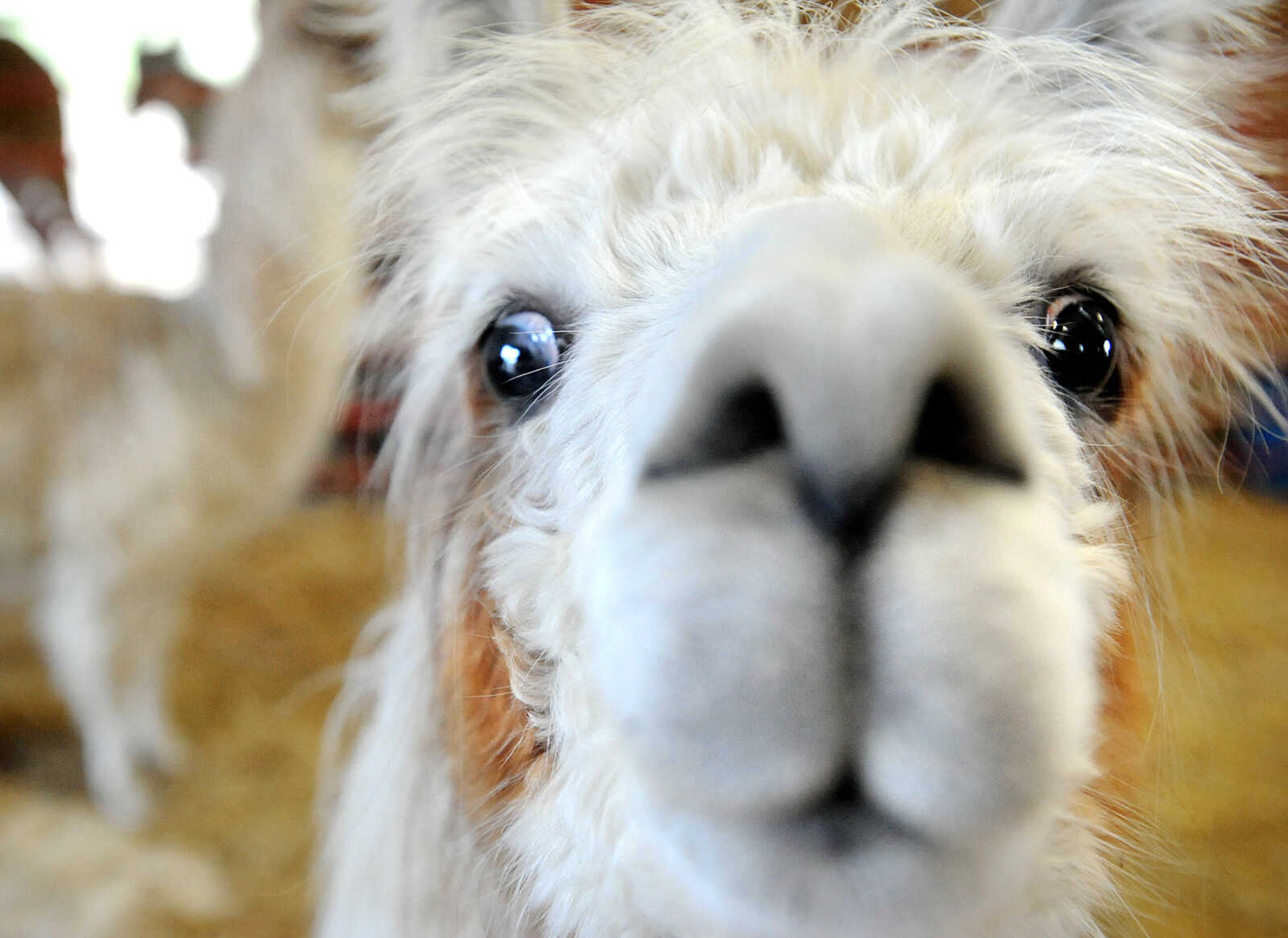 LAURA SIMON ~ lsimon@semissourian.com

A llama poses for a photo Sunday, April 28, 2013 at Lazy L Safari Park in Cape Girardeau.