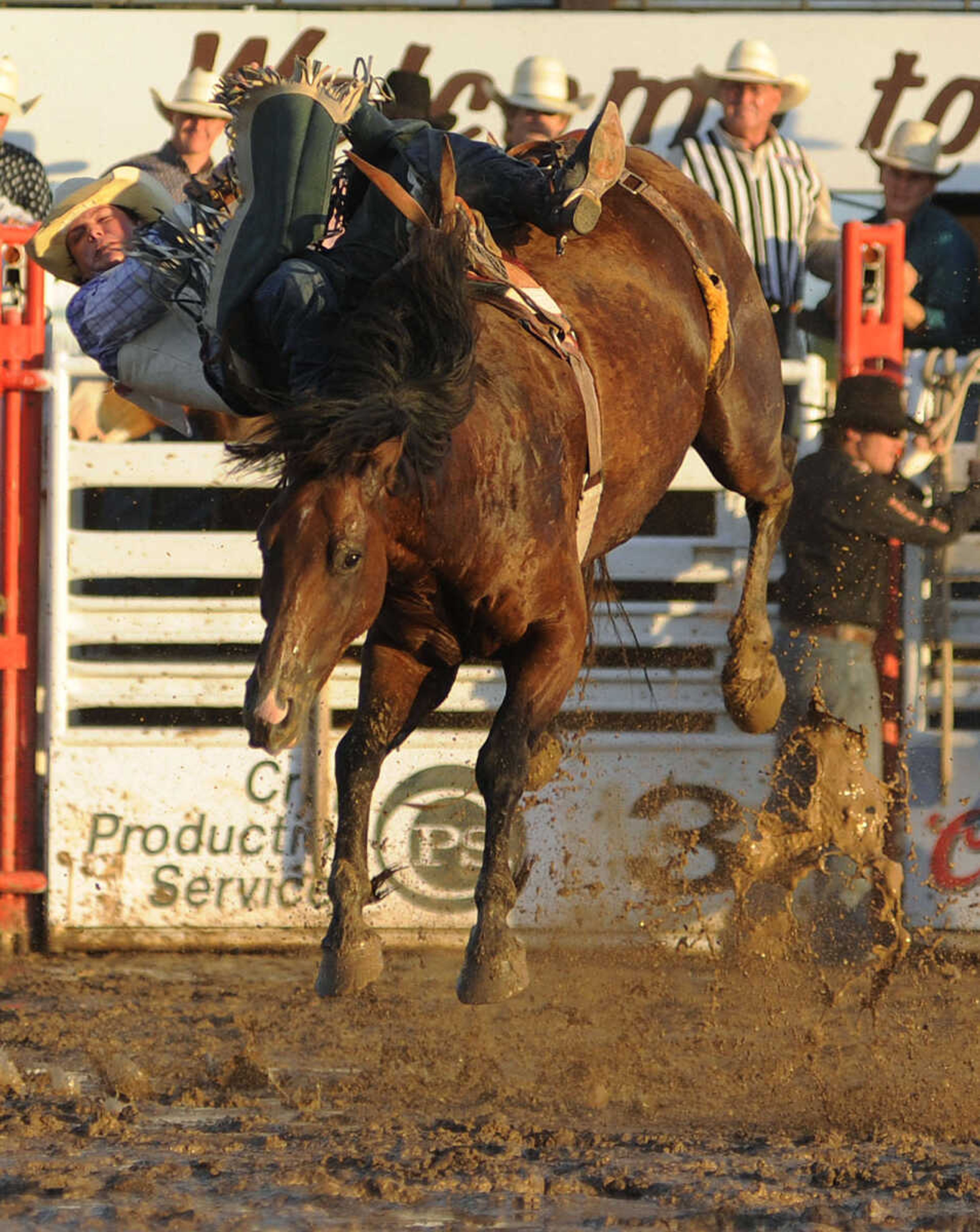 Richard Champion falls from Little Pistol in the bareback riding competition at the Sikeston Jaycee Bootheel Rodeo Wednesday, August 7, in Sikeston, Mo.