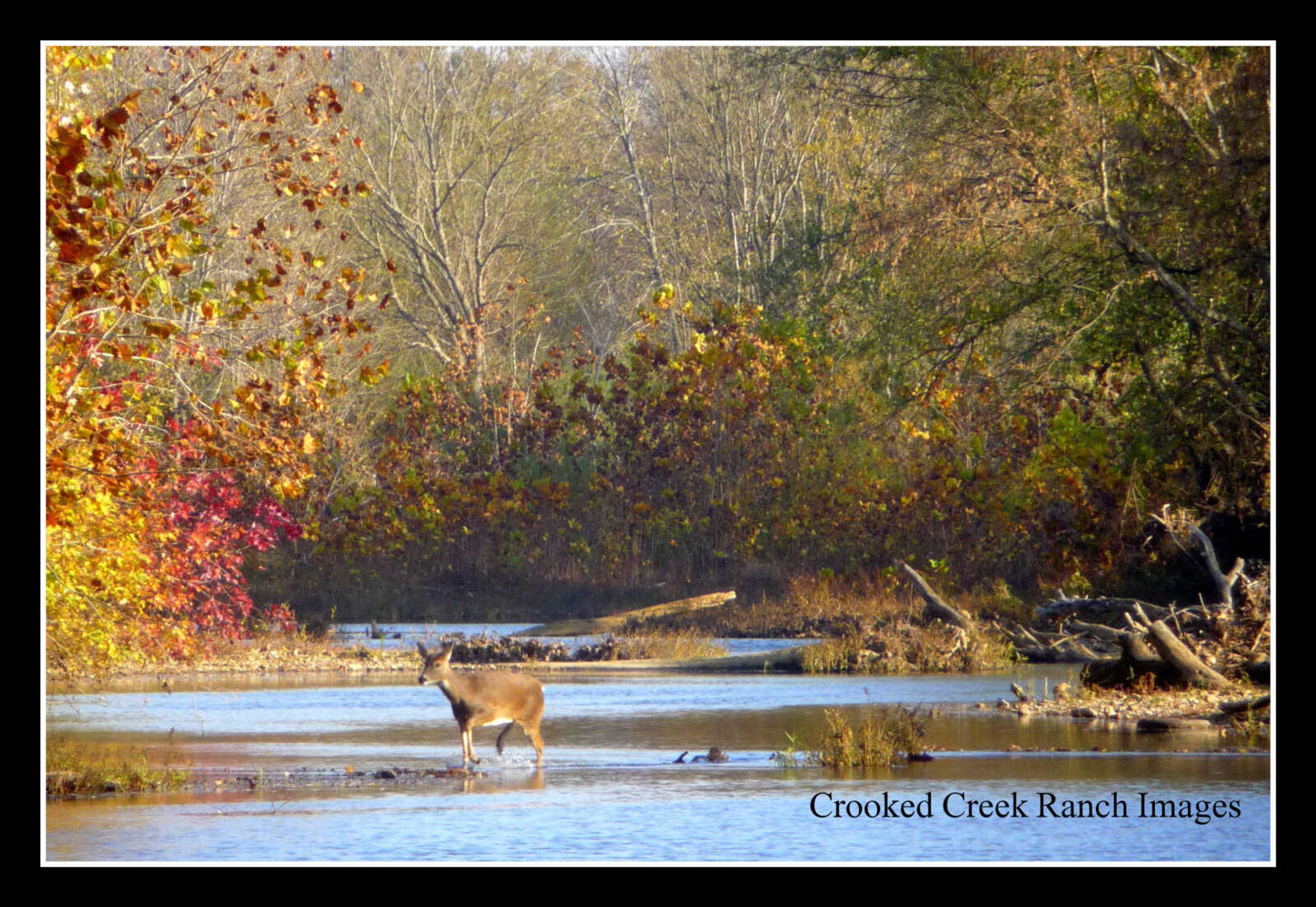 Deer Crossing the Crooked Creek near Marble Hill