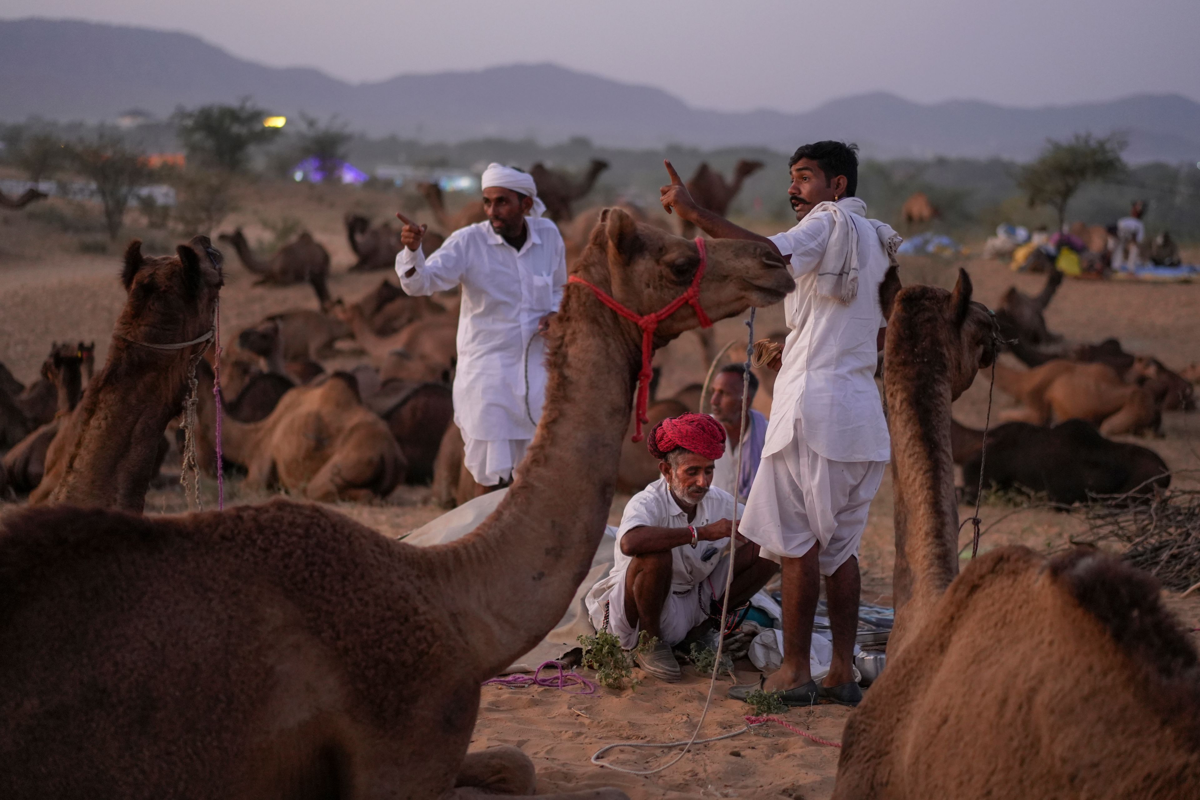 Herders rest with their camels after arriving for a camel fair in Pushkar, in the northwestern Indian state of Rajasthan, Monday, Nov. 4, 2024. (AP Photo/Deepak Sharma)