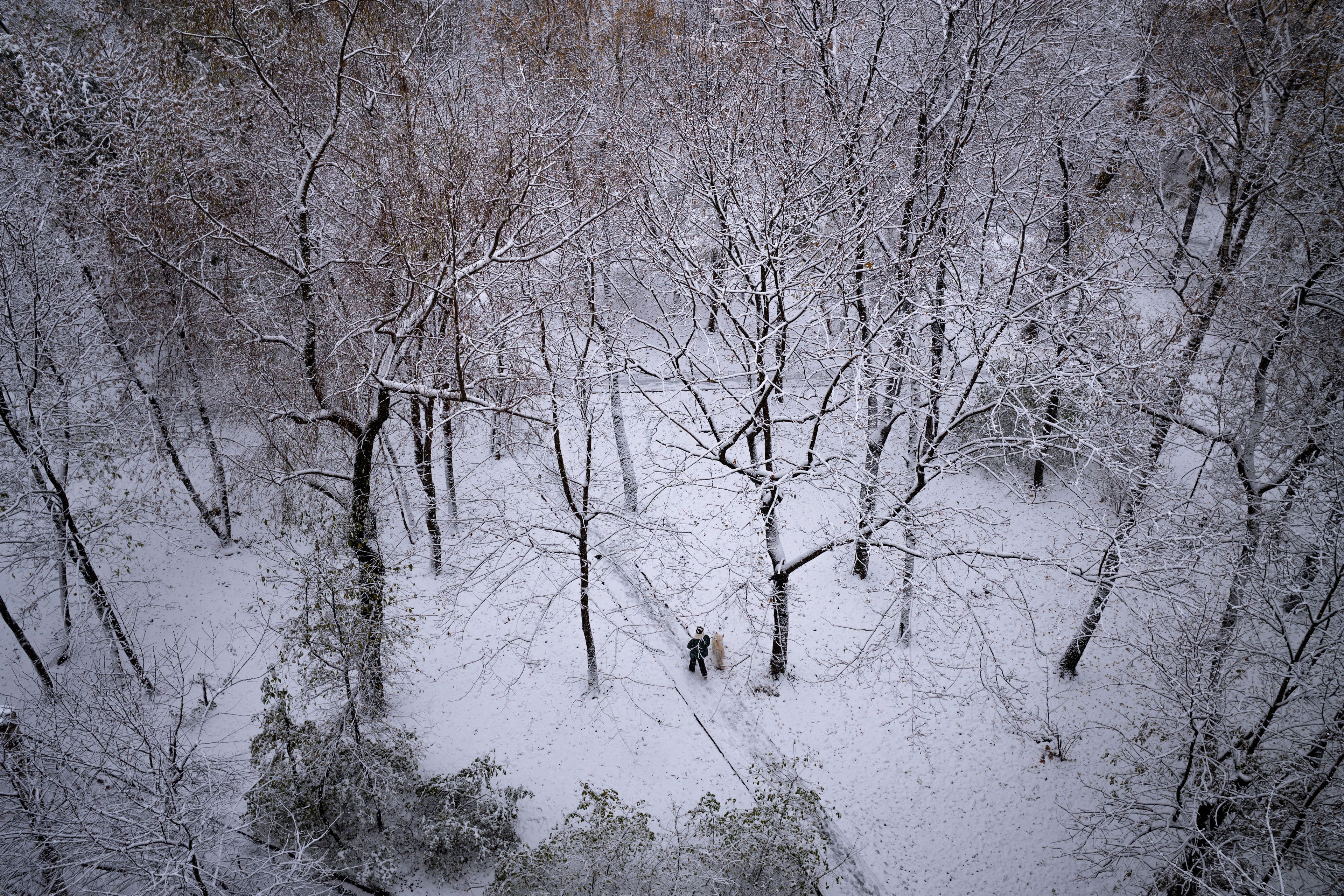 A woman walks with her dog in a yard after the first snowfall in Moscow, Russia, Monday, Nov. 4, 2024. (AP Photo/Alexander Zemlianichenko)