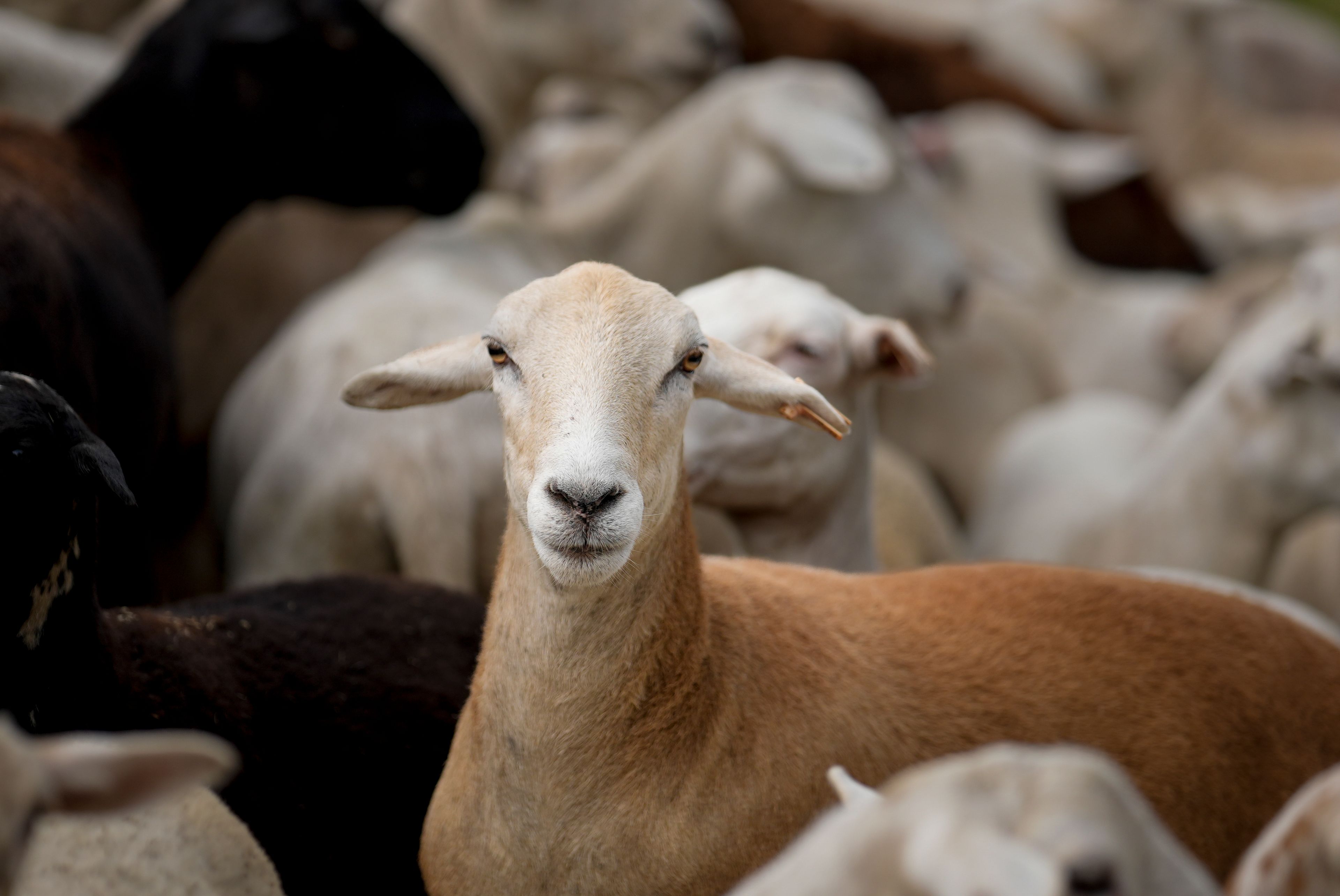 A flock of sheep called the Chew Crew are seen on the Cumberland River bank Tuesday, July 9, 2024, in Nashville, Tenn. The sheep are used to clear out overgrown weeds and invasive plants in the city's parks, greenways and cemeteries. (AP Photo/George Walker IV)