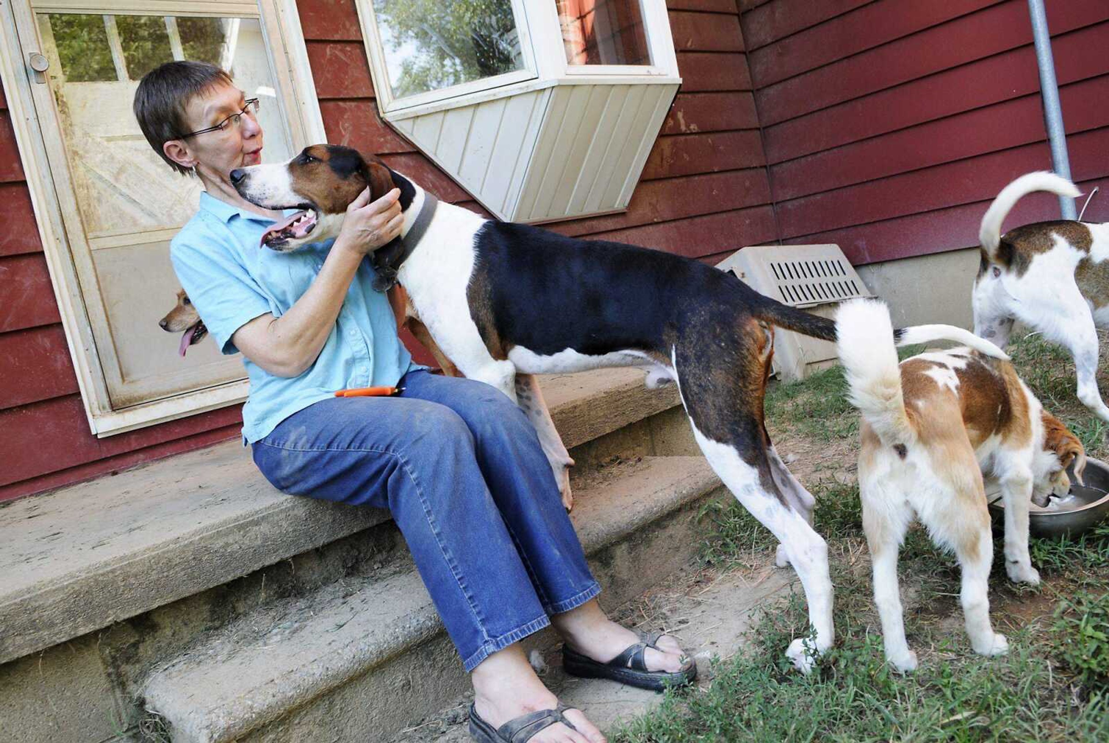 Roberta Beach, owner of Silverwalk Hound Sanctuary in Cape Girardeau, plays outside with the dogs on Friday, August 6, 2010. Silverwalk is a home-based dog sanctuary that rescues, fosters, and finds homes for beagles, hounds, and senior dogs. Beach currently has 19 dogs on site, 5 of which are hers personally. (Kristin Eberts)