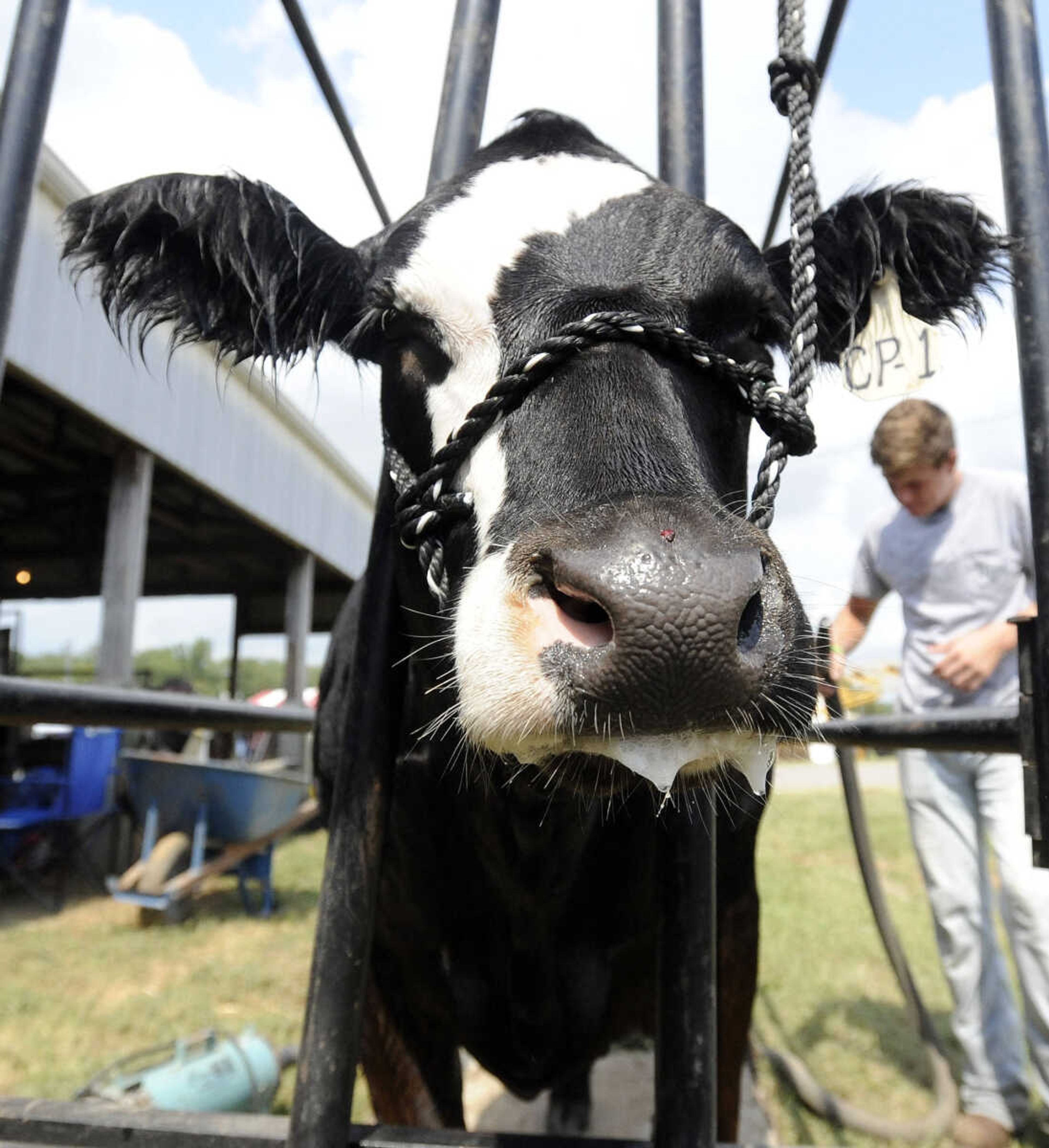 LAURA SIMON ~ lsimon@semissourian.com

Cole Priggel washes his cow on Wednesday, Sept. 14, 2016, during the SEMO District Fair at Arena Park in Cape Girardeau.