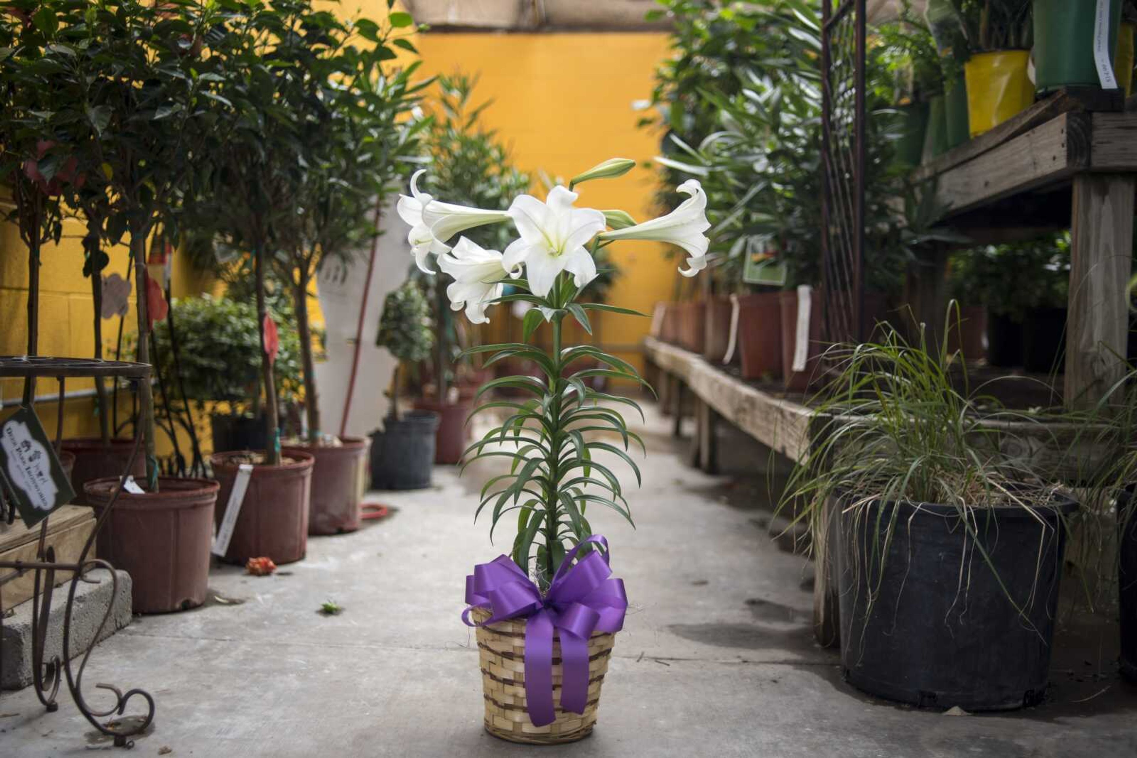 TYLER GRAEF ~ tgraef@semissourian.com    An Easter Lily is seen Wednesday, April 17, 2019, at Sunny Hill Florist in Cape Girardeau .