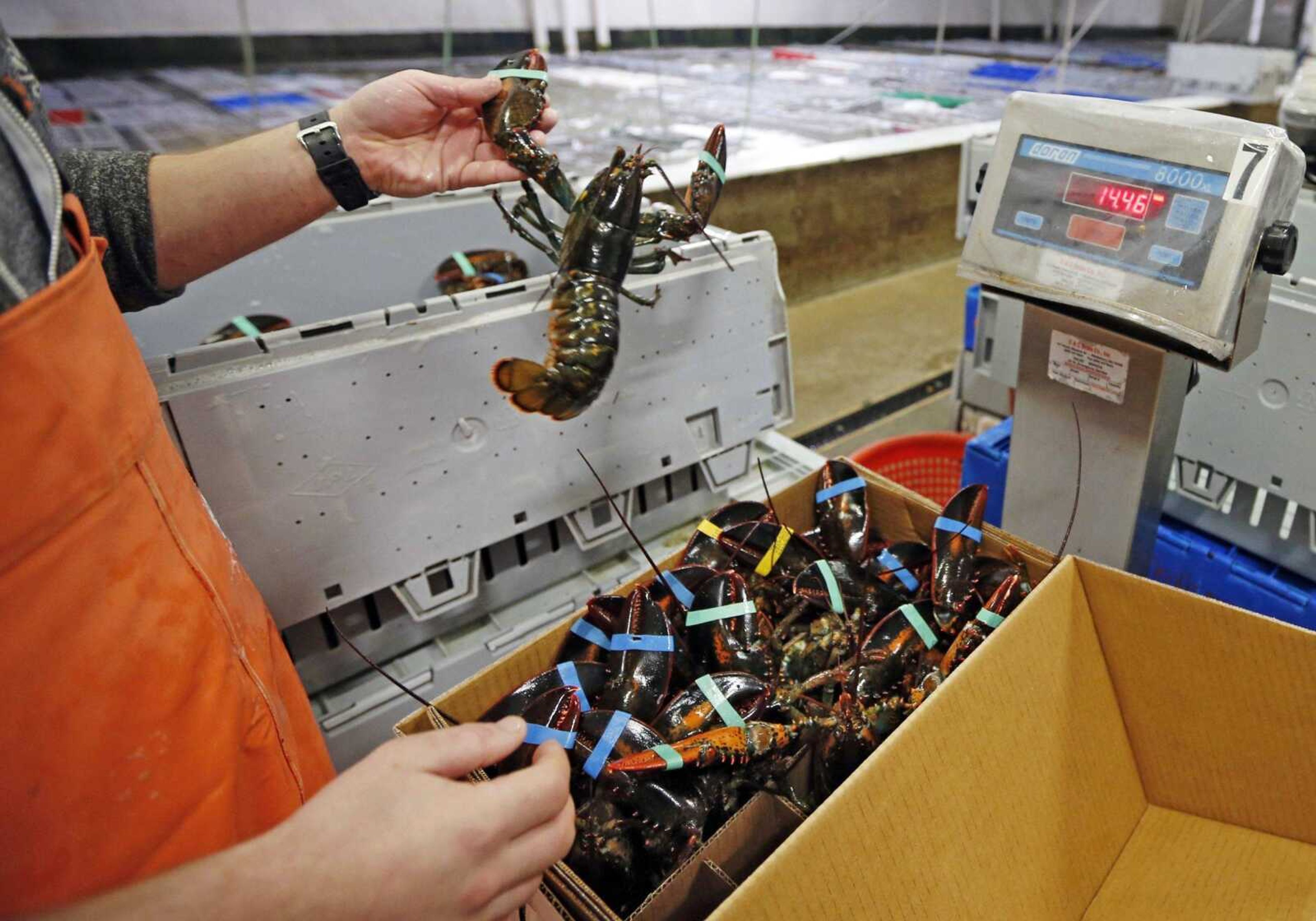 Live lobsters are packed and weighed for overseas shipment Dec. 10 at the Maine Lobster Outlet in York, Maine. A trade deal between Canada and the European Union, which gets rid of tariffs on Canadian lobster exports, could have a negative affect for the U.S. at Christmastime.