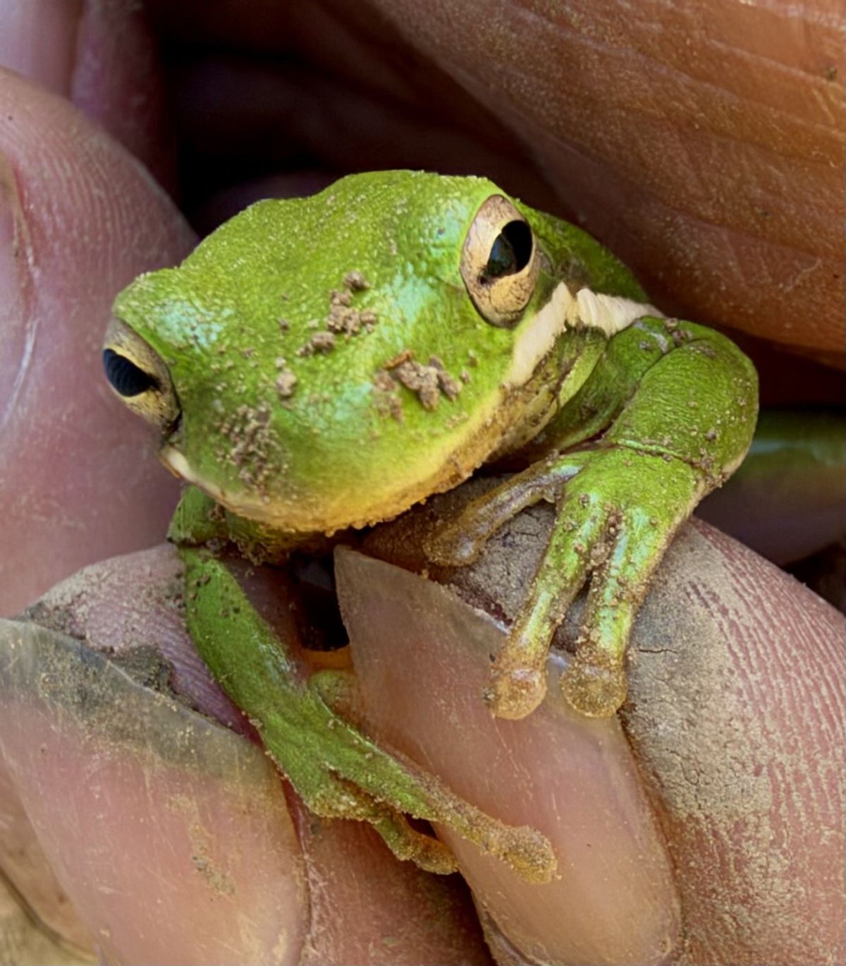 Through the Woods: A tadpole in the spring — a frog in the fall