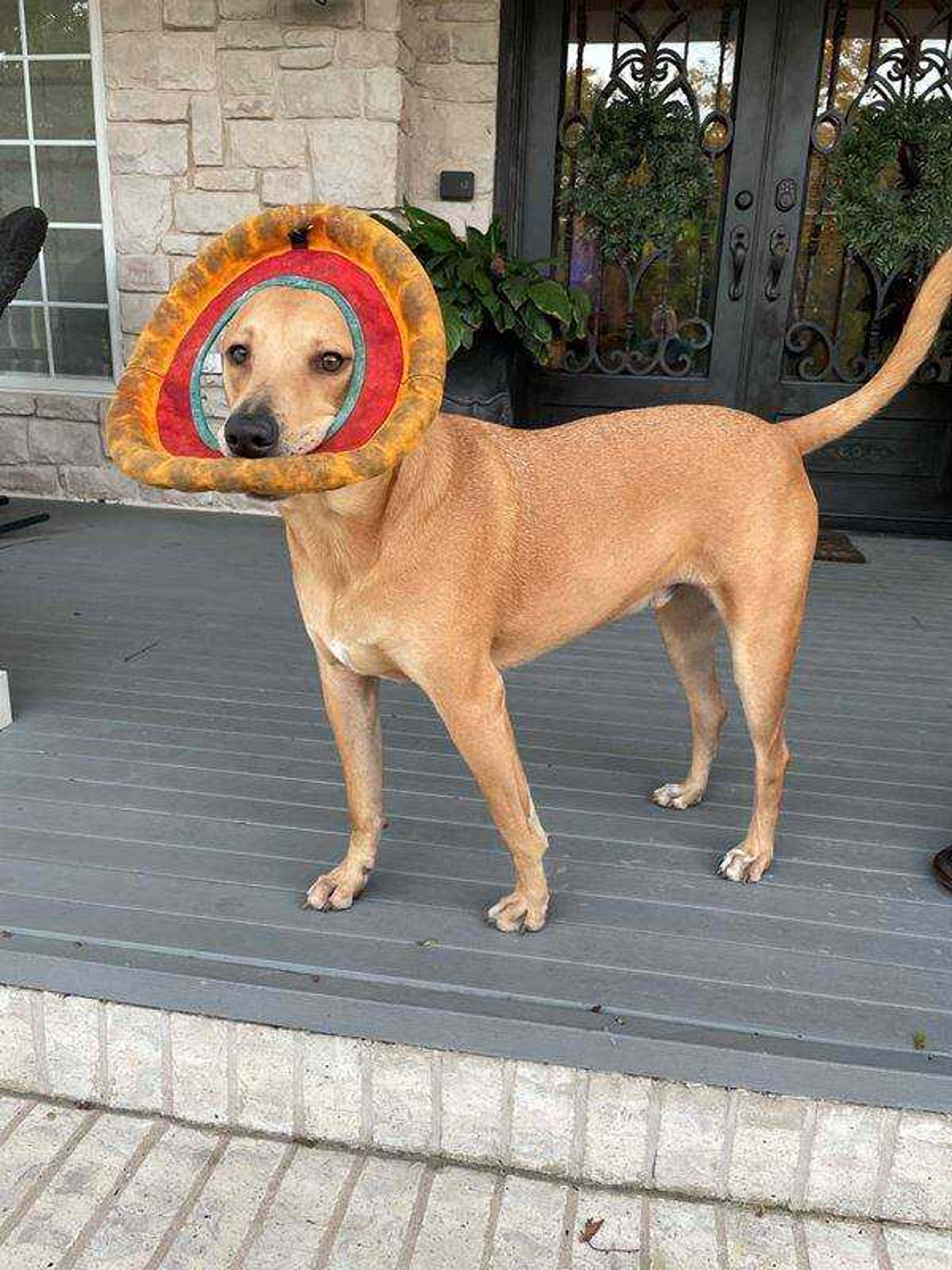 Toby - I love playing frisbee!