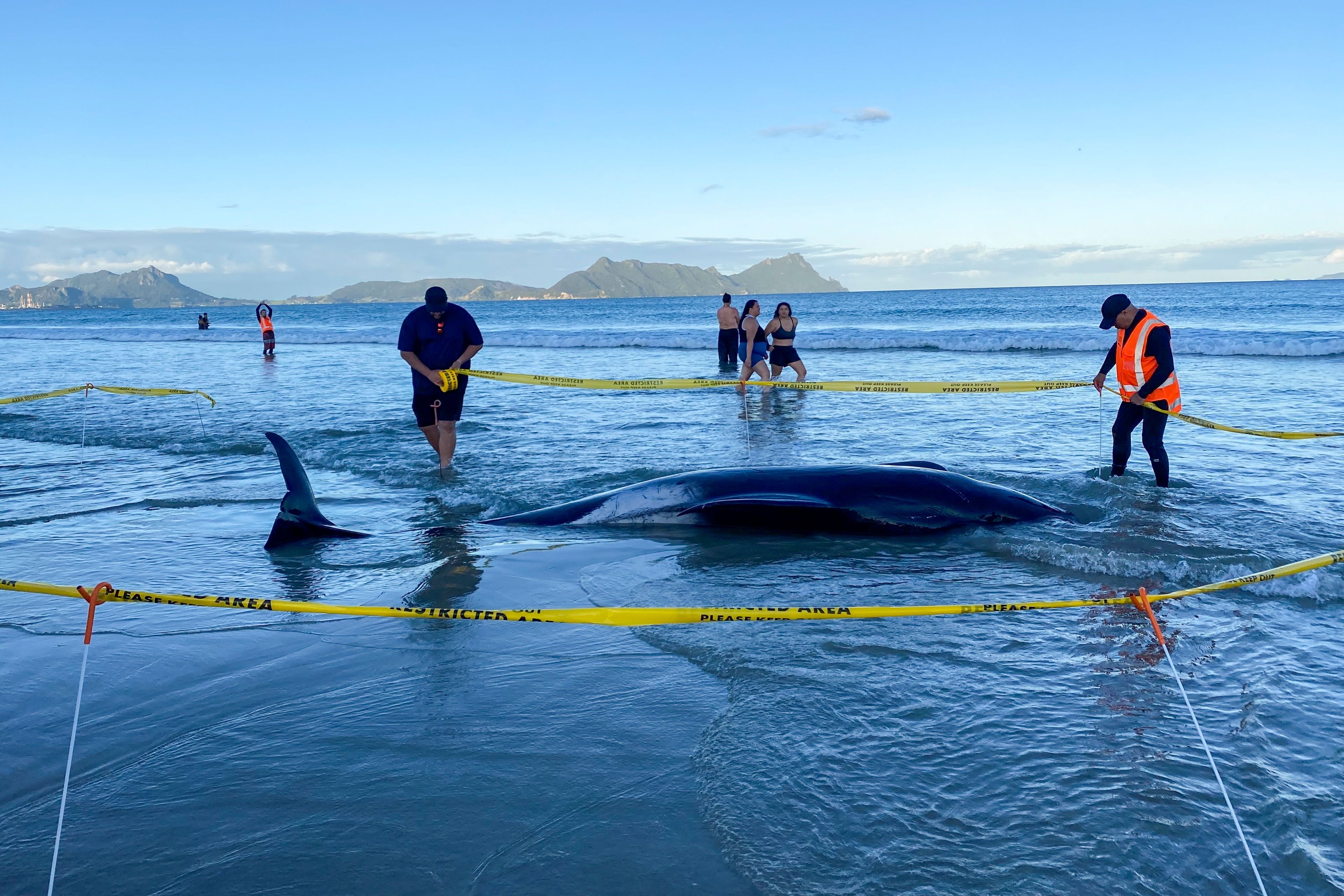 New Zealanders help to save about 30 whales after a pod strands on a beach