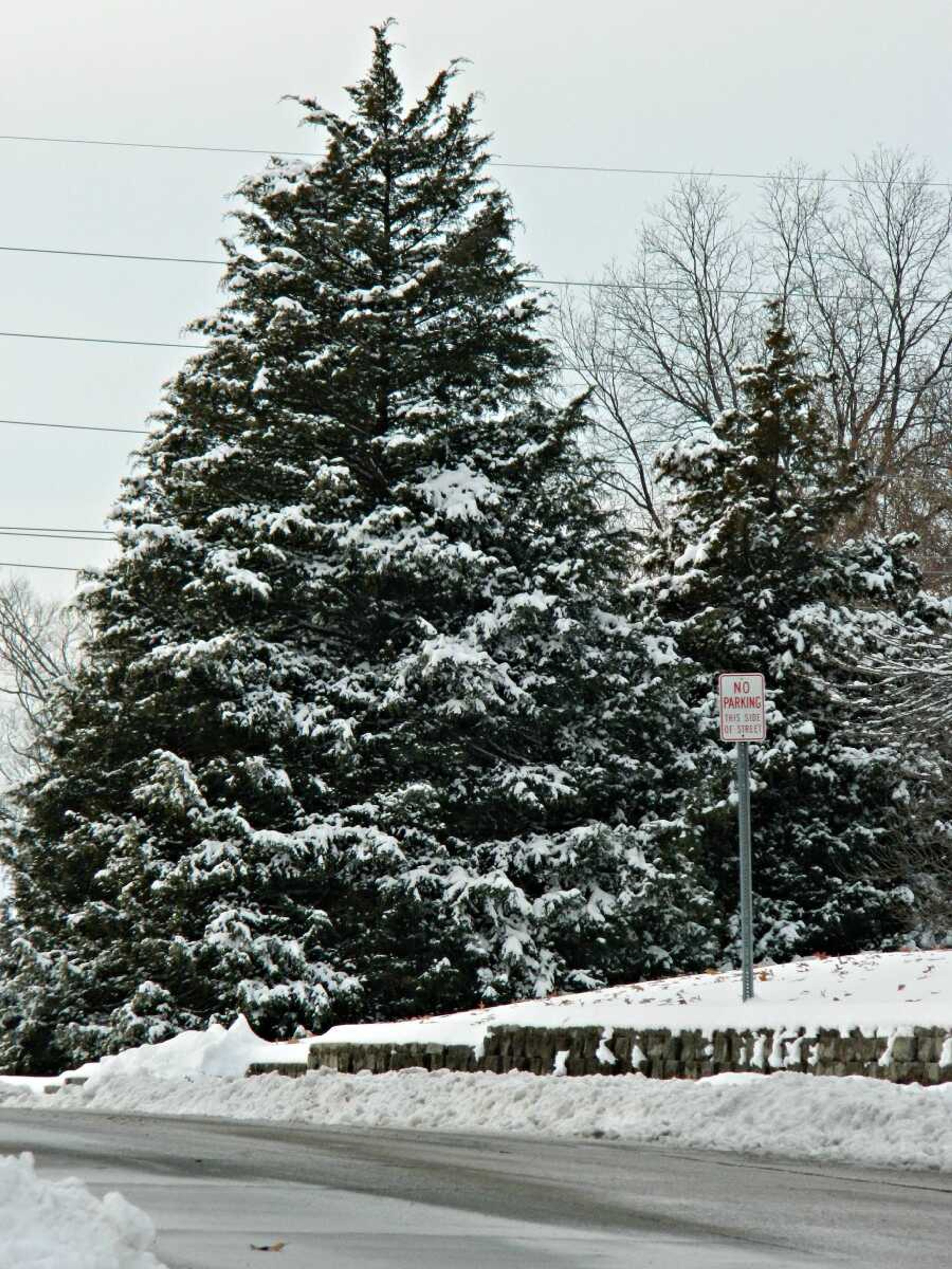 Pretty Snowy Trees