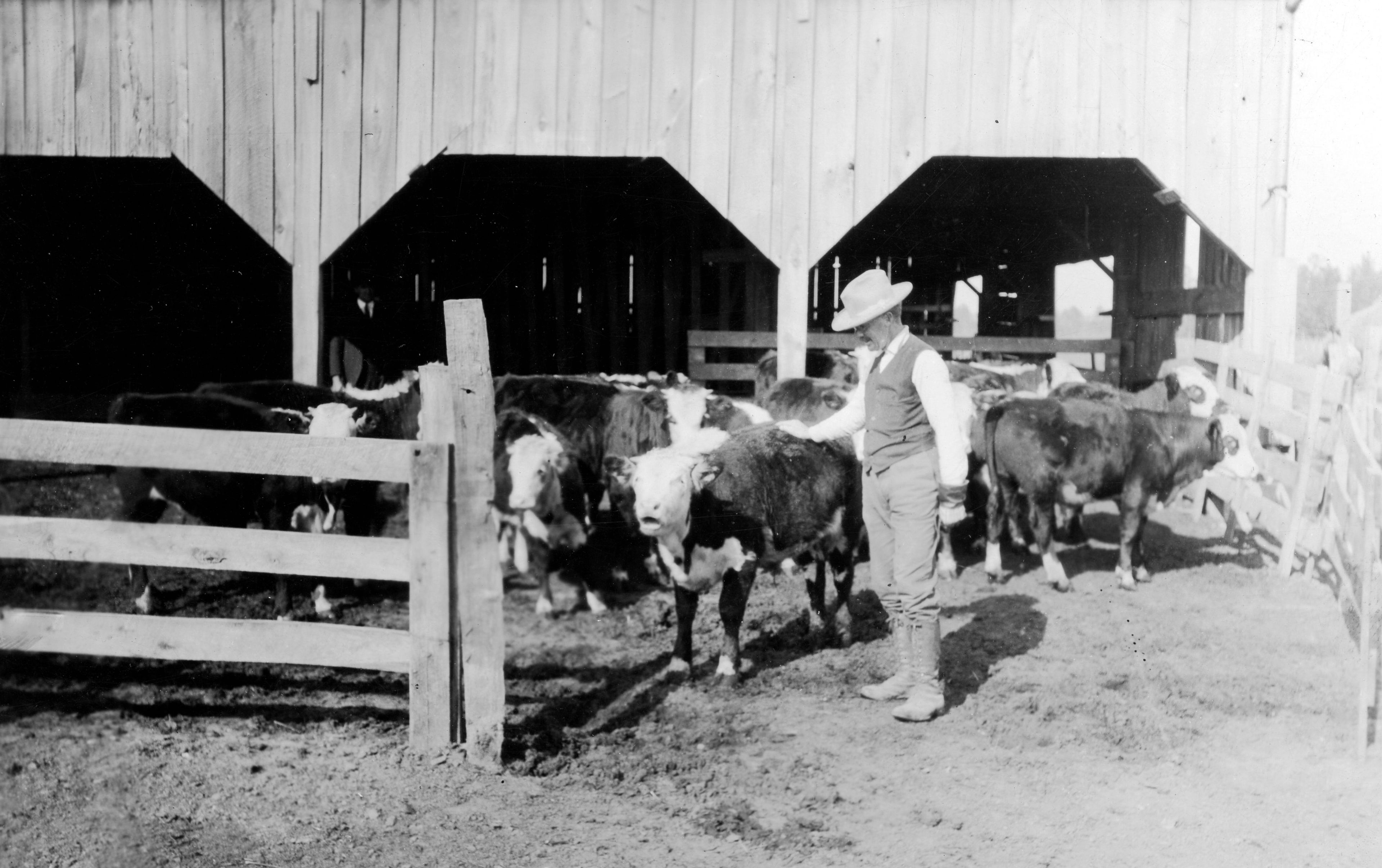 A Southeast Missouri farmer tends his herd of cattle in this early photograph given to the Southeast Missourian newspaper by the Cape Girardeau Chamber of Commerce. 