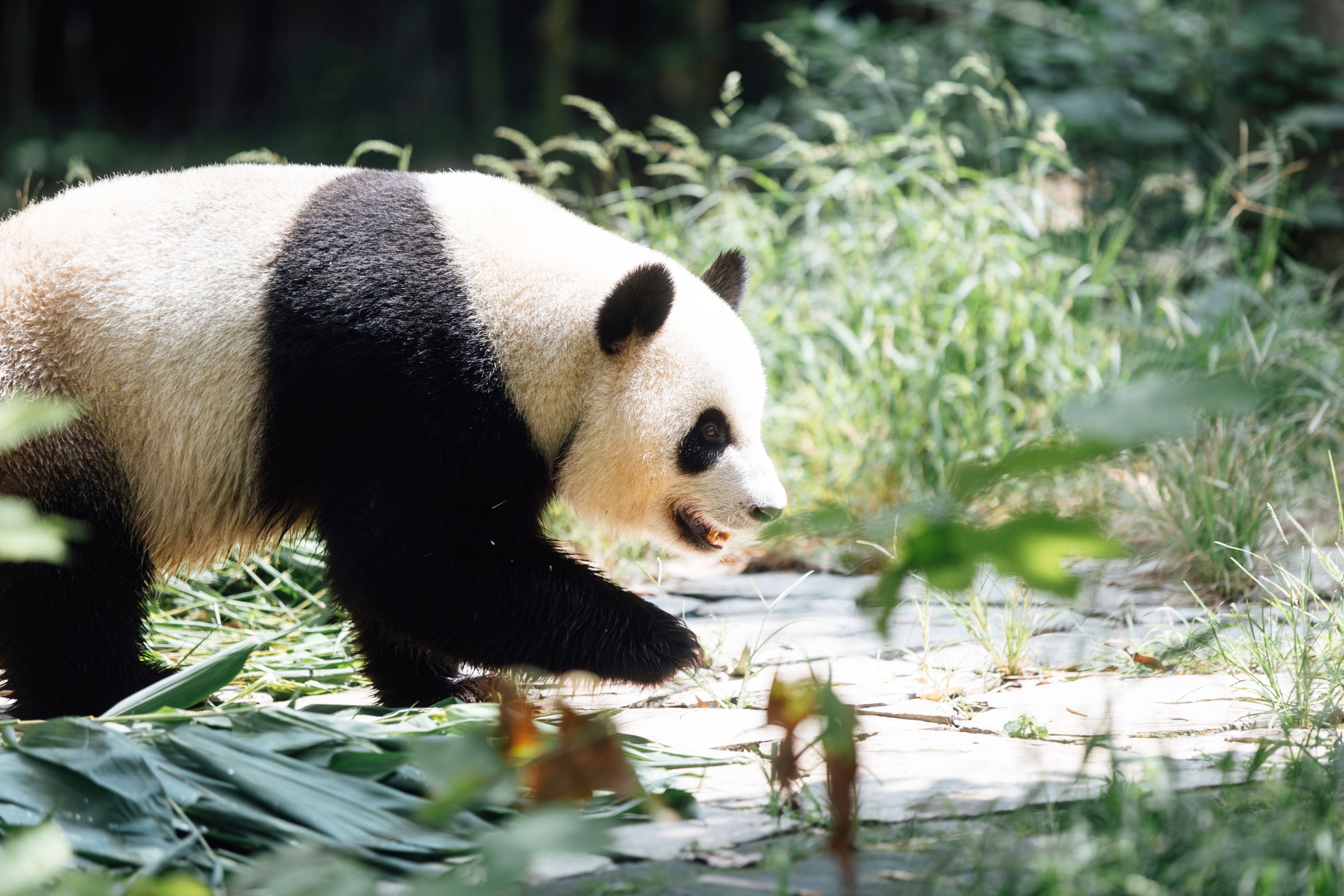 In this photo released by Ocean Park Hong Kong, Giant Panda Ke Ke is seen at the Dujiangyan Base of the China Conservation and Research Centre for the Giant Panda in southwestern China's Sichuan province, in September 2024. (Ocean Park Hong Kong via AP)