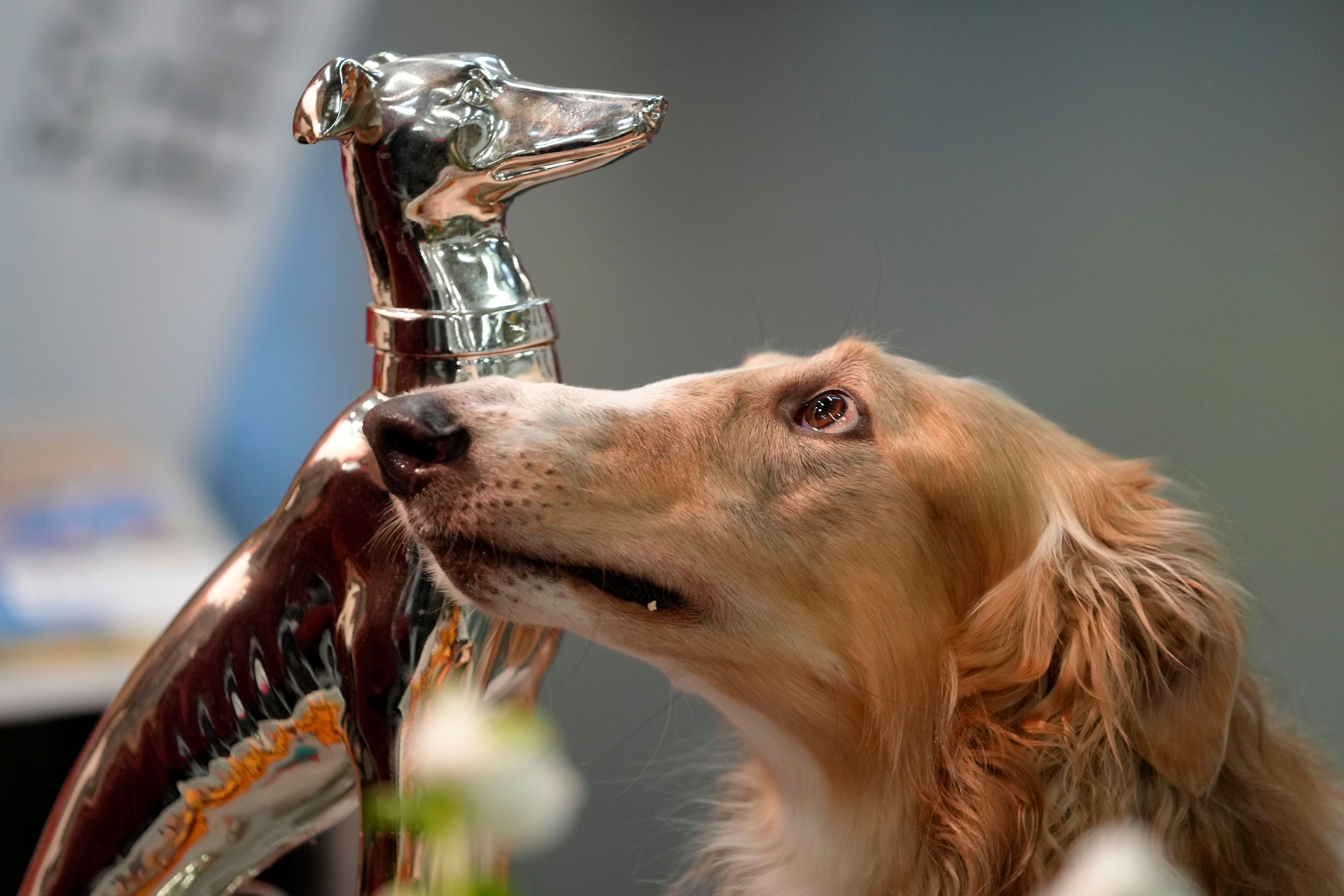 A Russian Hunting Sighthound is seen beside a trophy during a competition at a dog show in Dortmund, Germany, Friday, Nov. 8, 2024. (AP Photo/Martin Meissner)