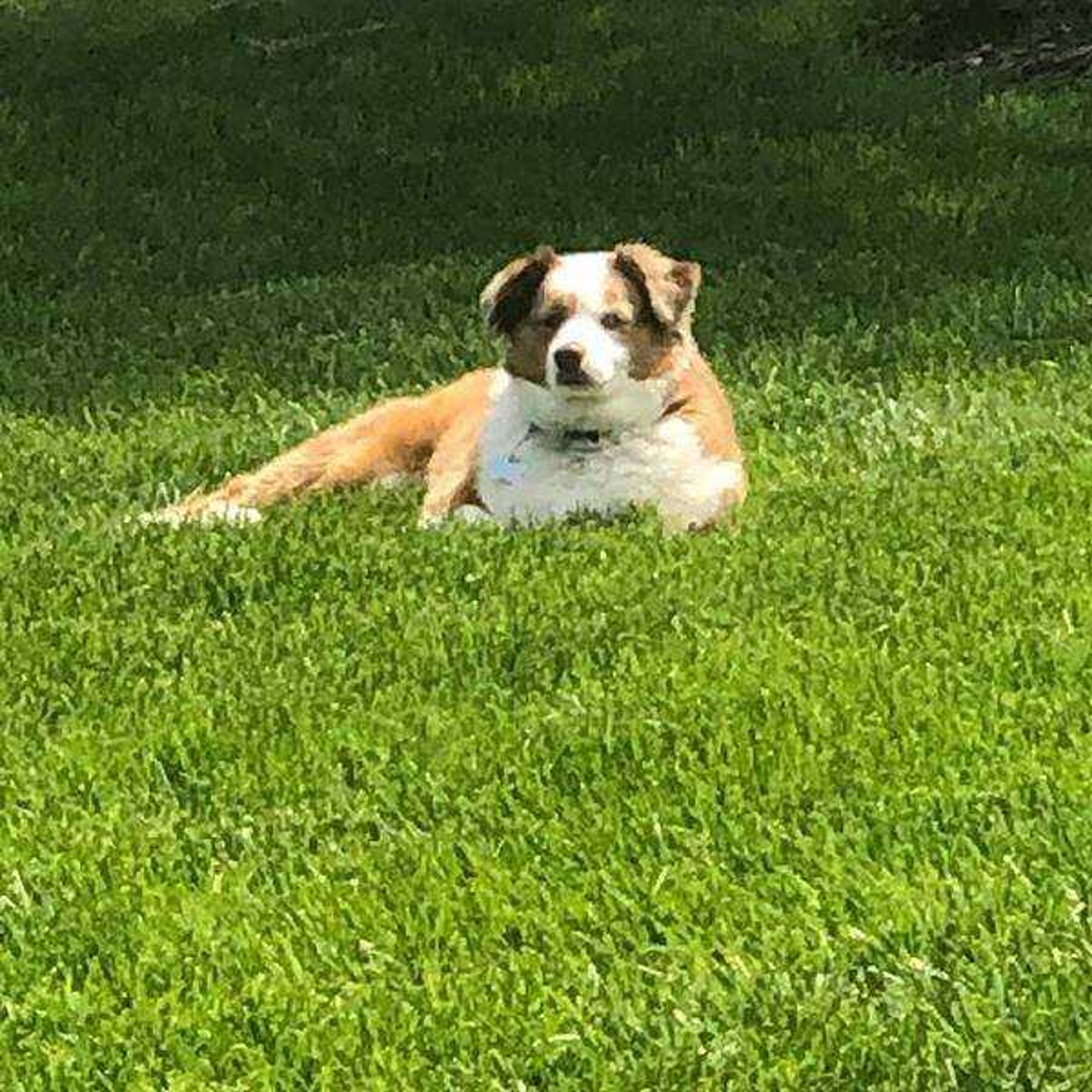 Ellie - Soaking up as much sunshine as possible.