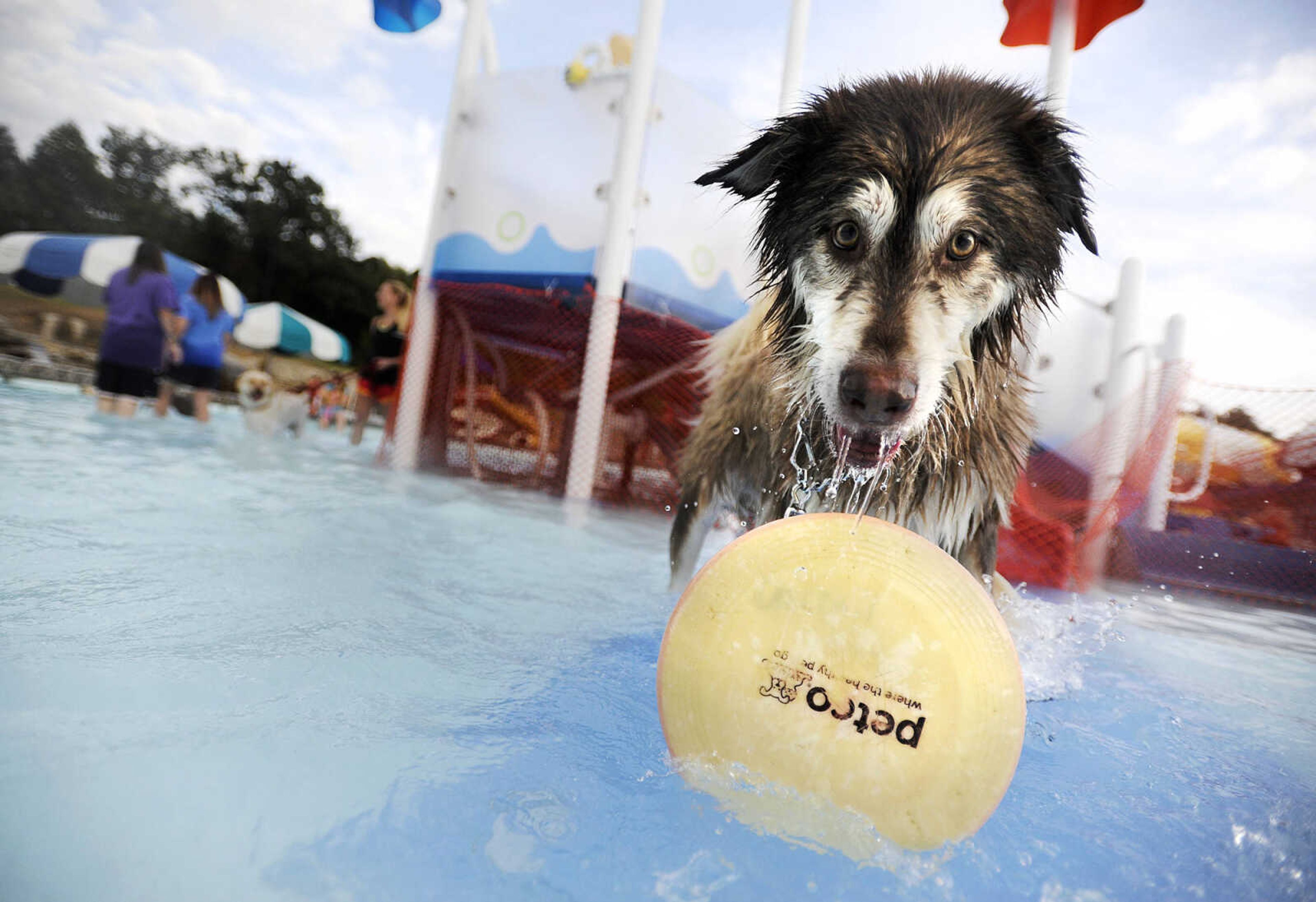 LAURA SIMON ~ lsimon@semissourian.com

Doggy Swim Day at Cape Splash, Sunday, Sept. 27, 2015, in Cape Girardeau. Leashed dogs got to swim and play in the lazy river and swimming pools with their owners. Proceeds from event benefit the Cape Girardeau Parks and Recreation Foundation.