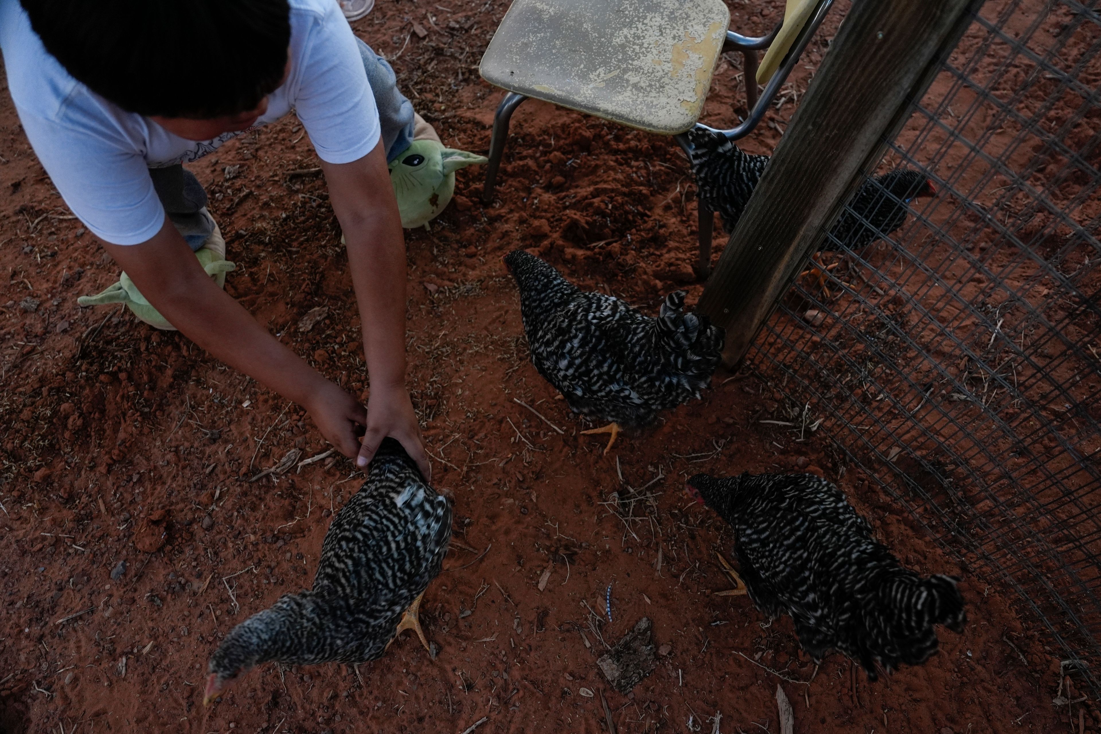 Liam Gillis, 7, corrals his chickens, Tuesday, Oct. 8, 2024, at his home on the Navajo Nation in Halchita, Utah. (AP Photo/Joshua A. Bickel)