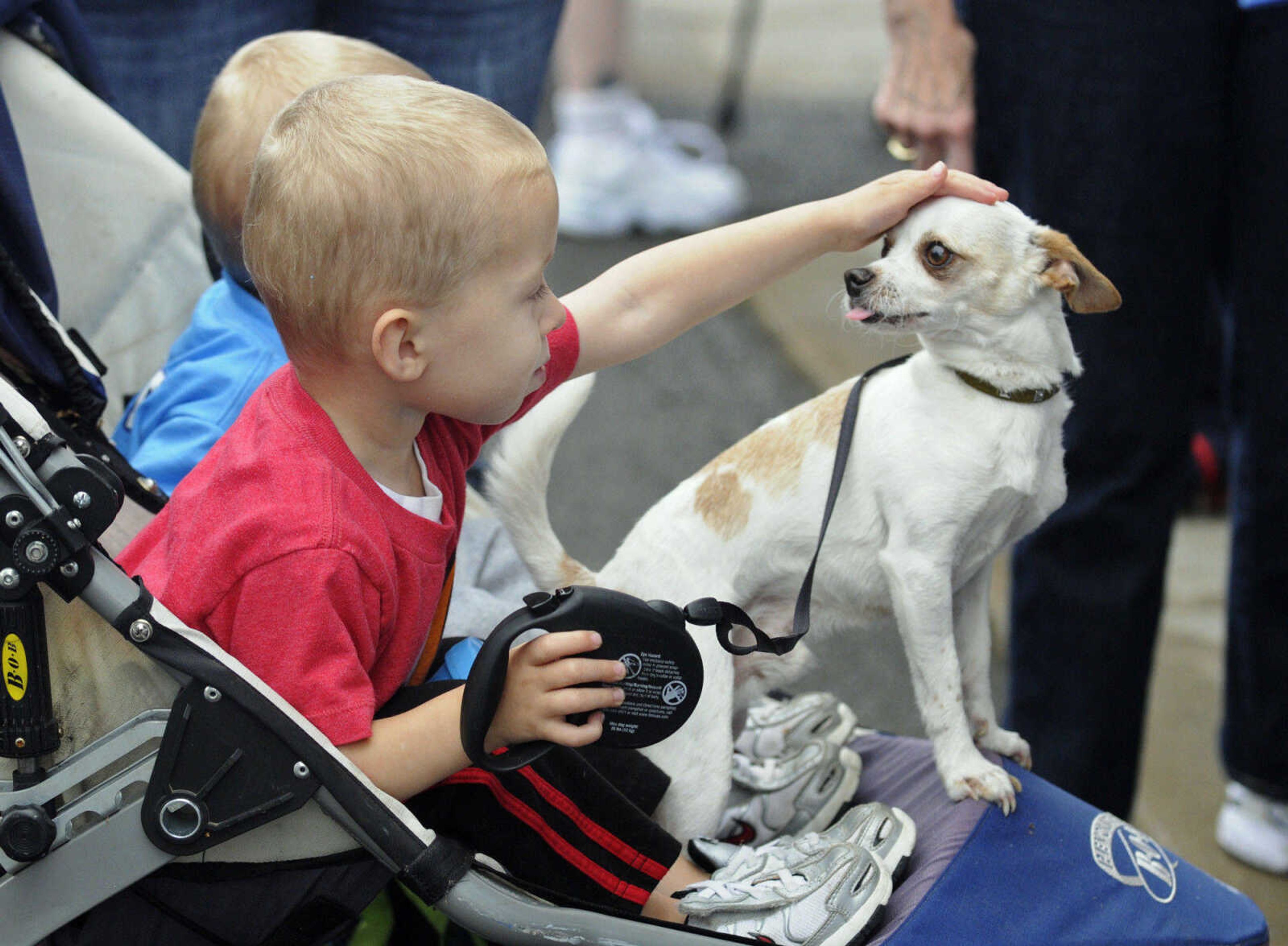 KRISTIN EBERTS ~ keberts@semissourian.com

Liam Kyle, 3, and Cheese the Chihuahua get ready to participate in the March of Dimes March for Babies in Cape Girardeau, Mo., on Saturday, May 1, 2010.