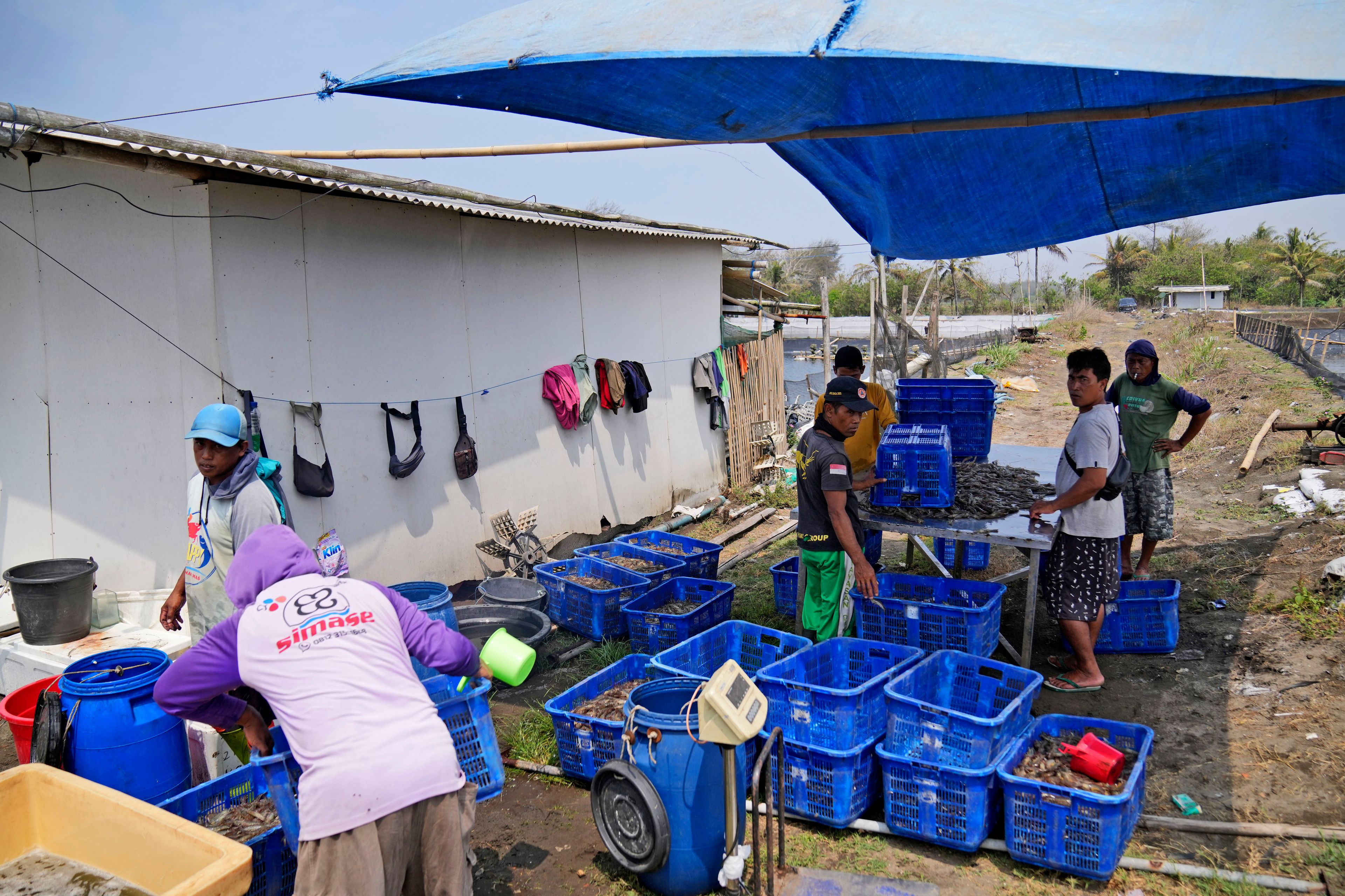 Workers sort shrimps at a farm in Kebumen, Centra Java, Indonesia, Tuesday, Sept. 24, 2024. (AP Photo/Dita Alangkara)