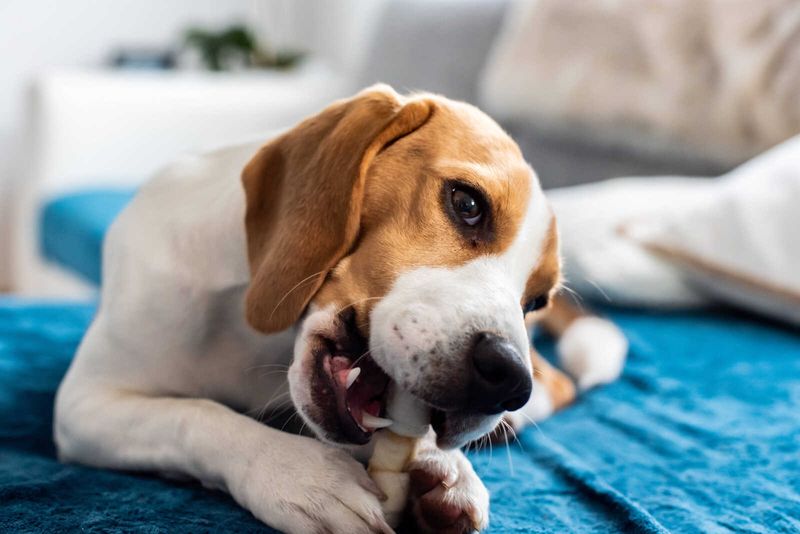 Checking Your Pet’s Teeth Could Put an End to Silent Pain