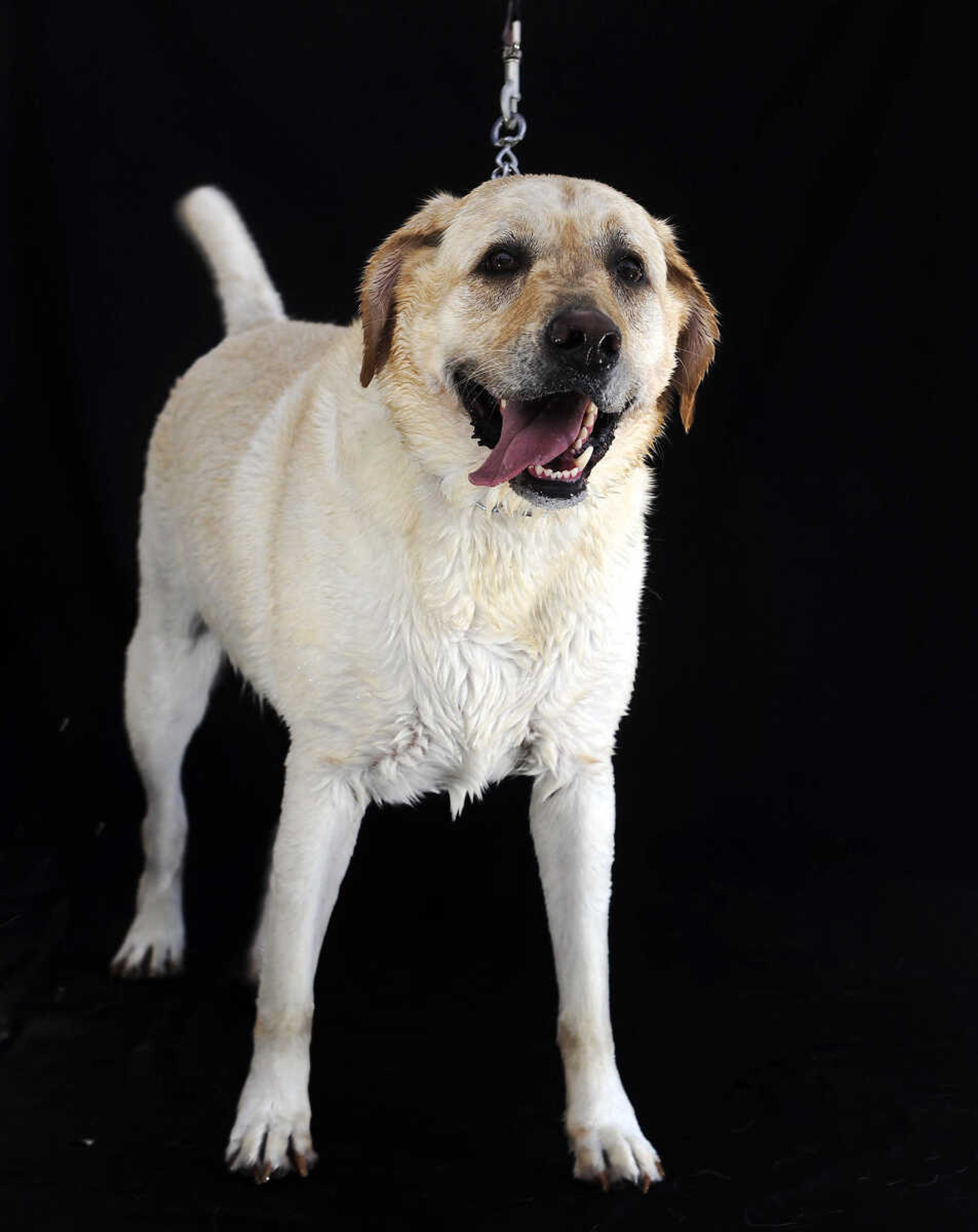 LAURA SIMON ~ lsimon@semissourian.com

Doggy Swim Day at Cape Splash, Sunday, Sept. 27, 2015, in Cape Girardeau. Leashed dogs got to swim and play in the lazy river and swimming pools with their owners. Proceeds from event benefit the Cape Girardeau Parks and Recreation Foundation.