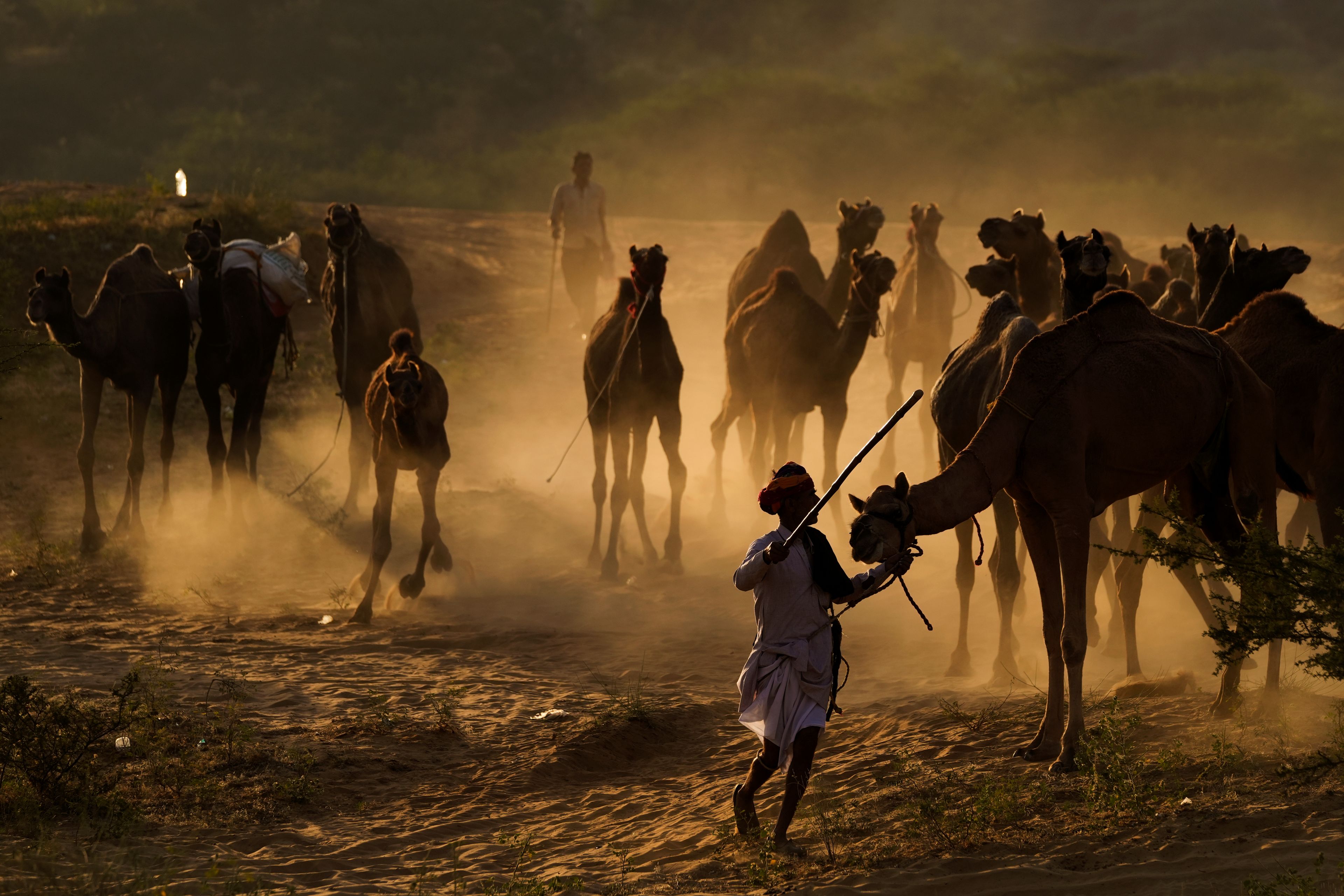 A herder brings his camels back from grazing at a camel fair in Pushkar, in the northwestern Indian state of Rajasthan, Monday, Nov. 4, 2024. (AP Photo/Deepak Sharma)