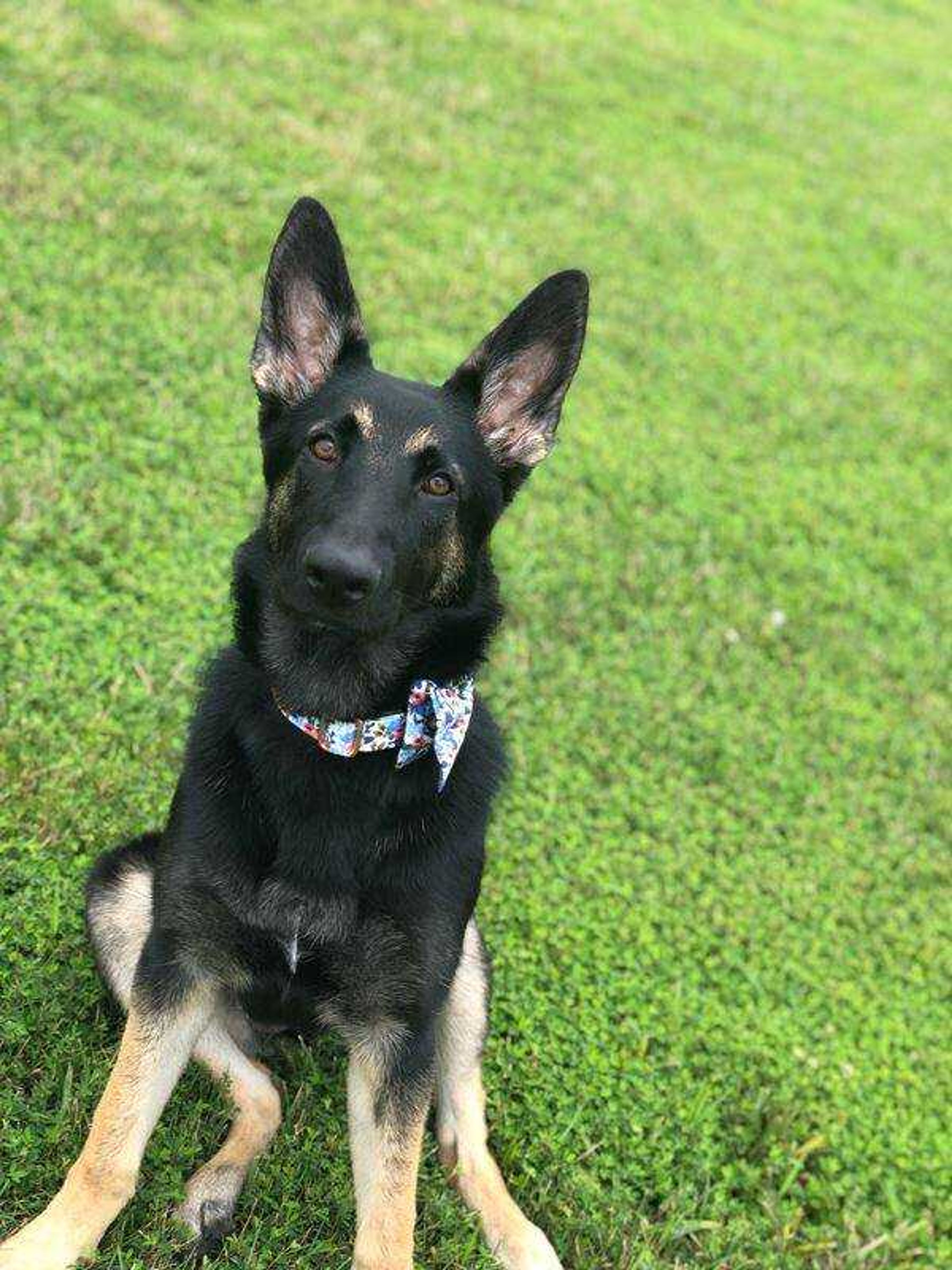 Coco&nbsp; -&nbsp; Hi my name is Coco. I am a 1 year old German Shepherd. I love playing outside all day and cuddling with my parents in the evening.