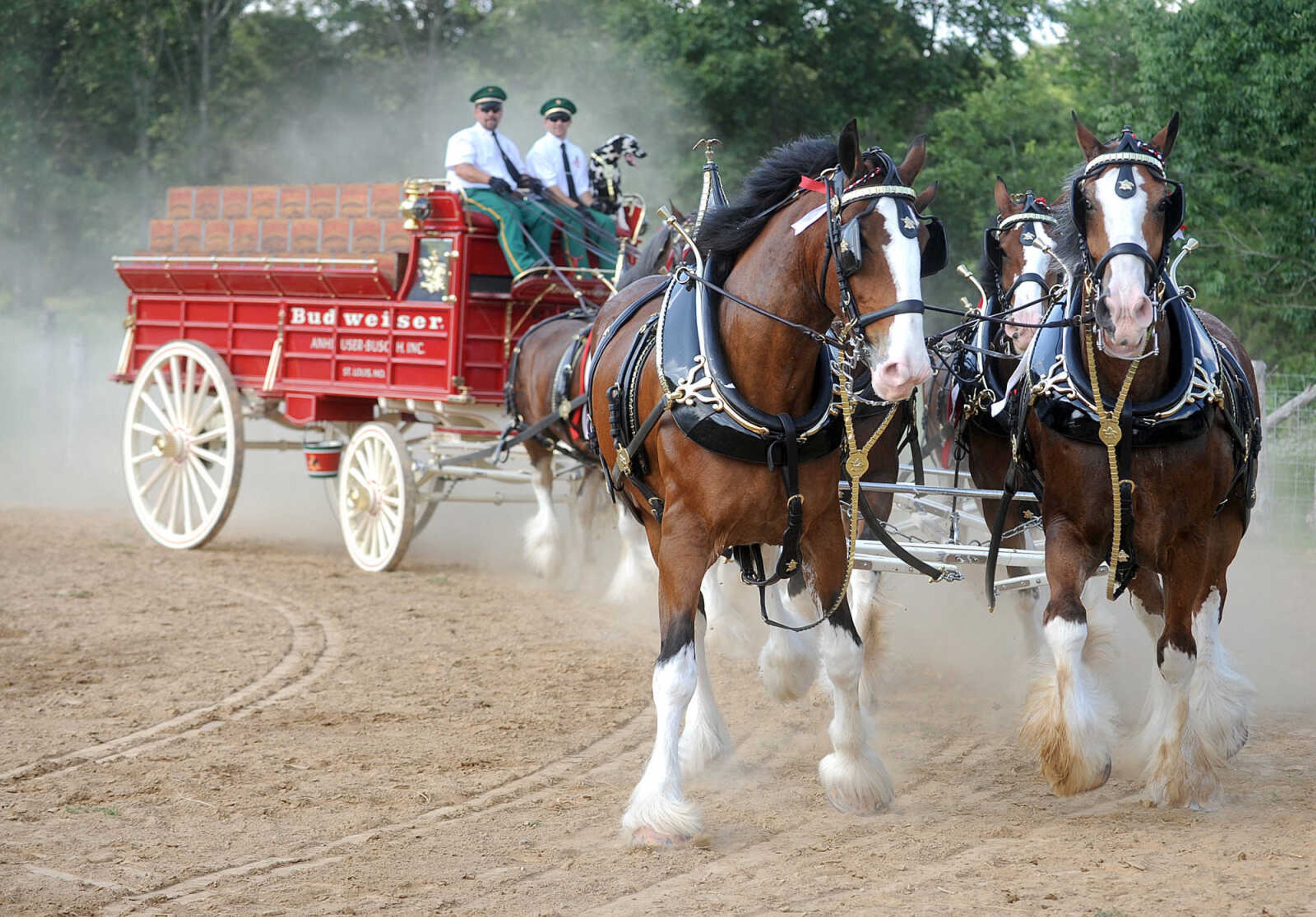 LAURA SIMON ~ lsimon@semissourian.com

The Budweiser Clydesdales make an appearance at The Hope Theraputic Horsemanship Center in Perryville, Missouri, Friday, June 20, 2014.