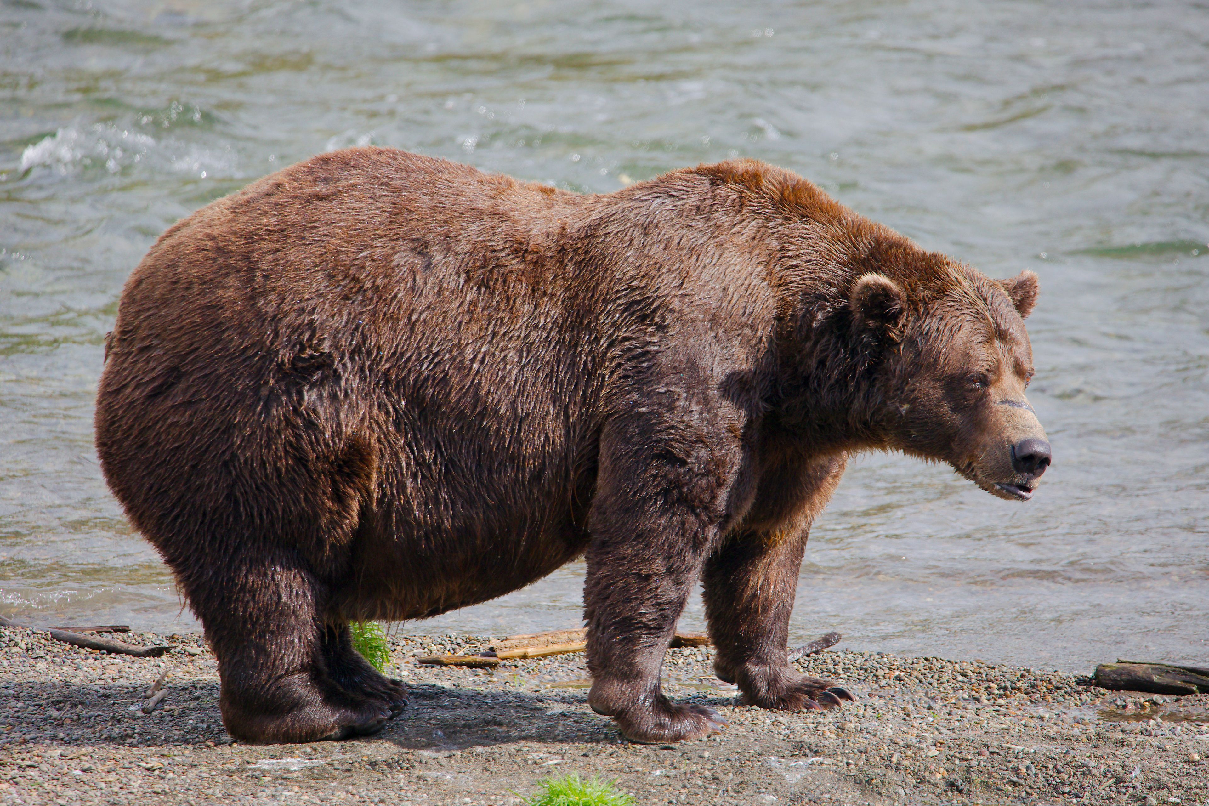 This image provided by the National Park Service shows bear 32 Chunk at Katmai National Park in Alaska on Sept. 19, 2024. (E. Johnston/National Park Service via AP)