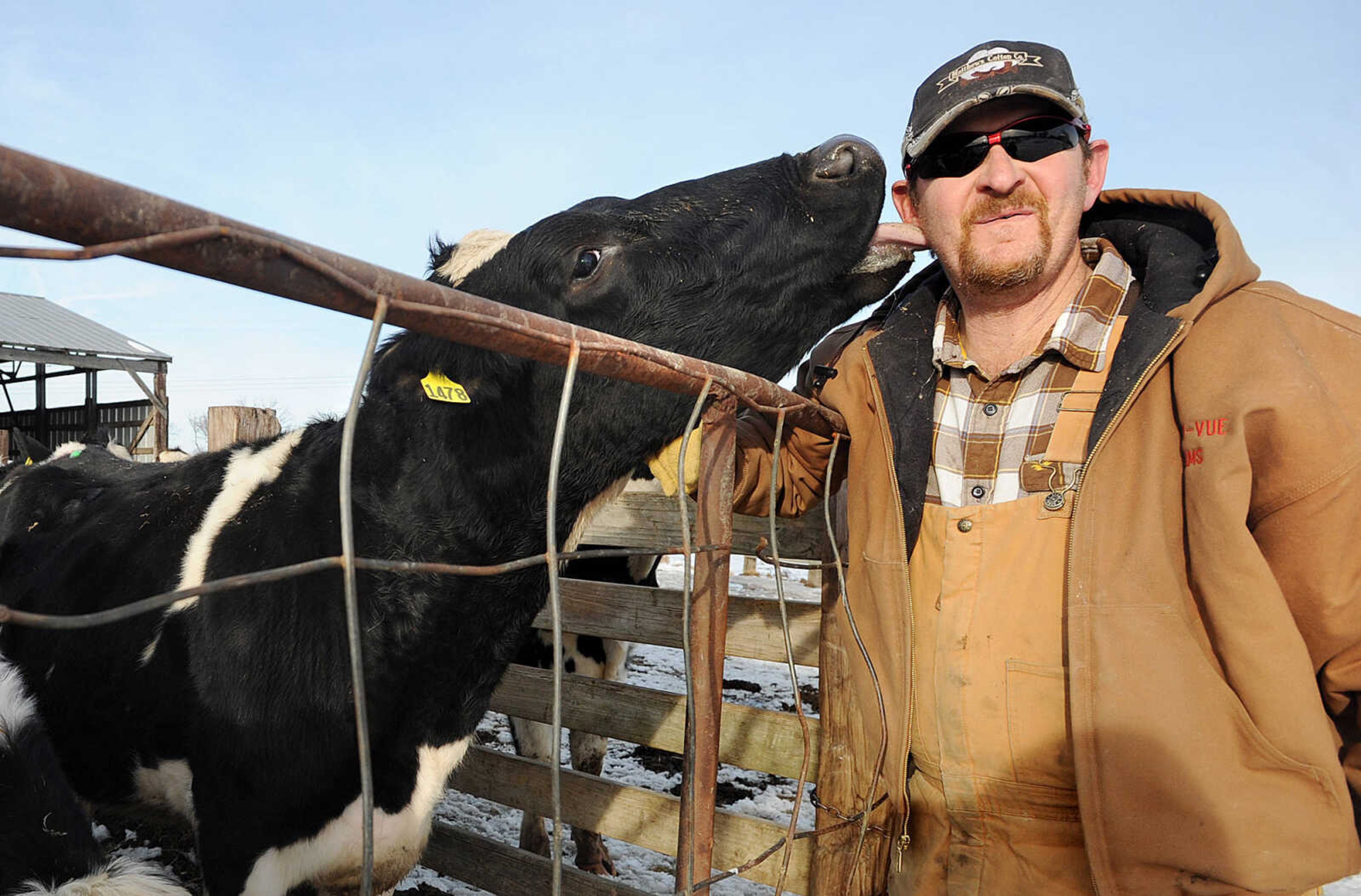 LAURA SIMON ~ lsimon@semissourian.com

One of Jerry Siemers' heifers gives him a kiss at his Cape Girardeau dairy farm, Tuesday, March 4, 2014.