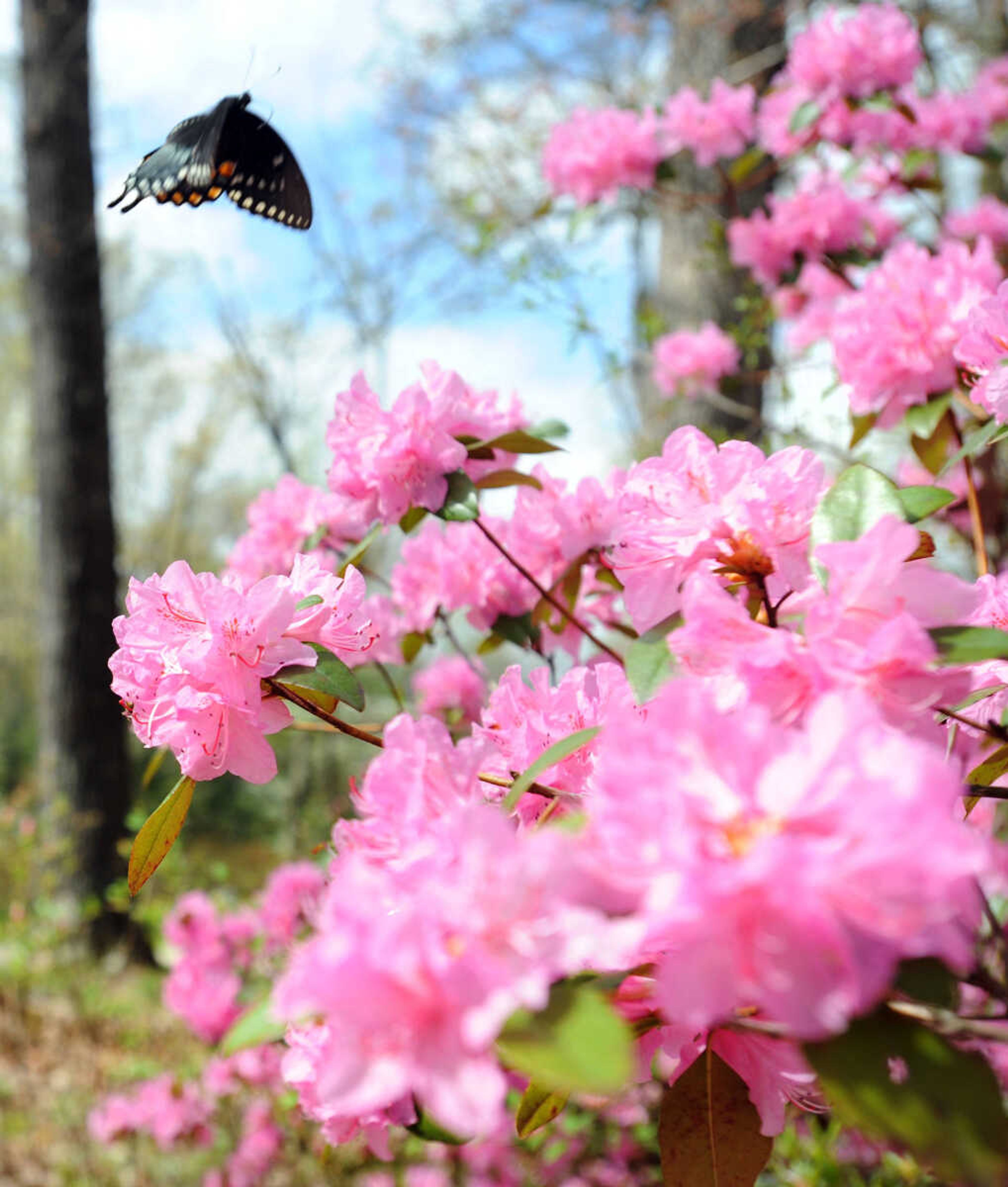 LAURA SIMON ~ lsimon@semissourian.com

Azaleas begin to bloom at Pinecrest Azalea Gardens, Thursday, April 16, 2015, in Oak Ridge, Missouri.