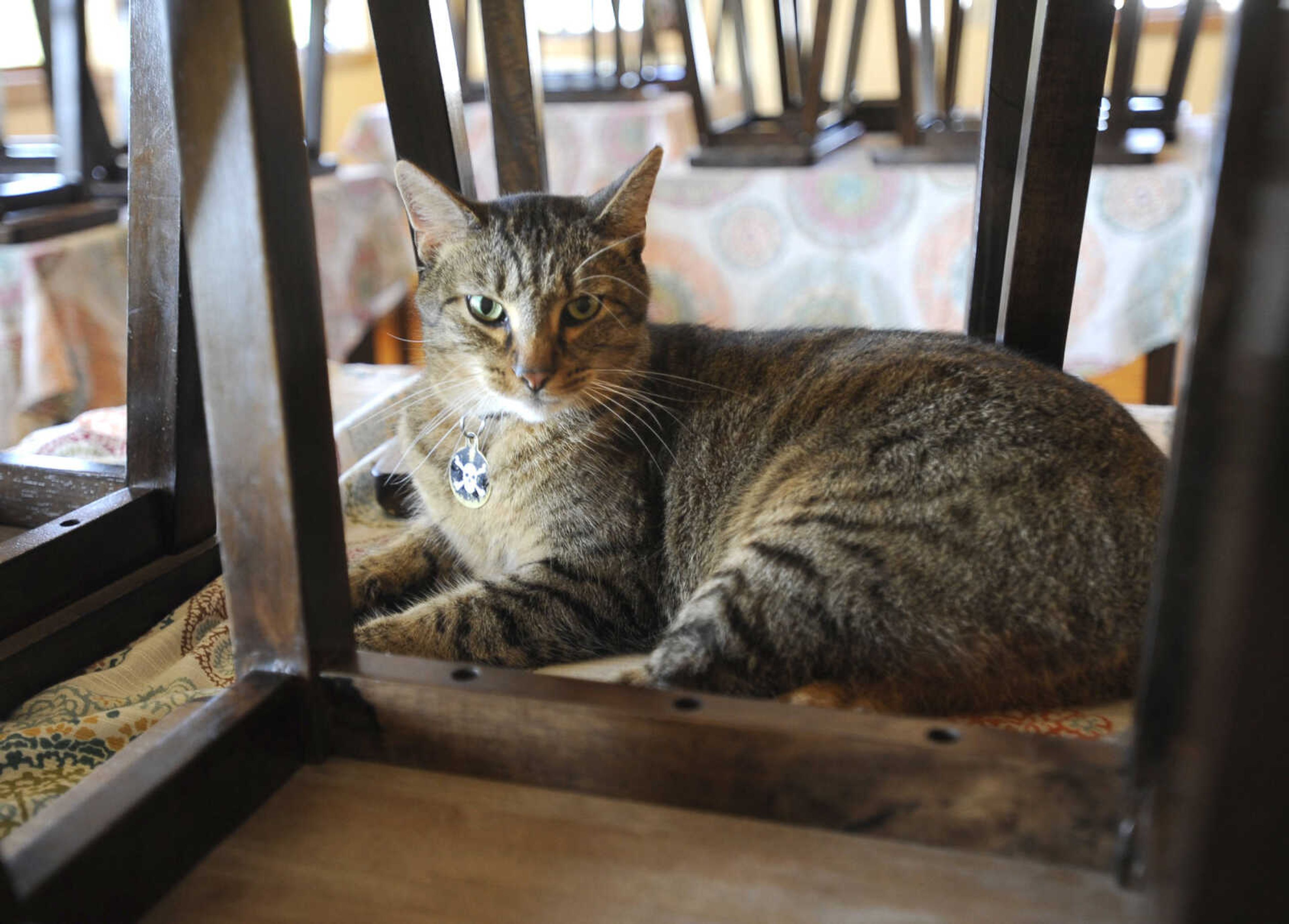 FRED LYNCH ~ flynch@semissourian.com
Remy the resident cat pauses at Owl Creek Vineyard.