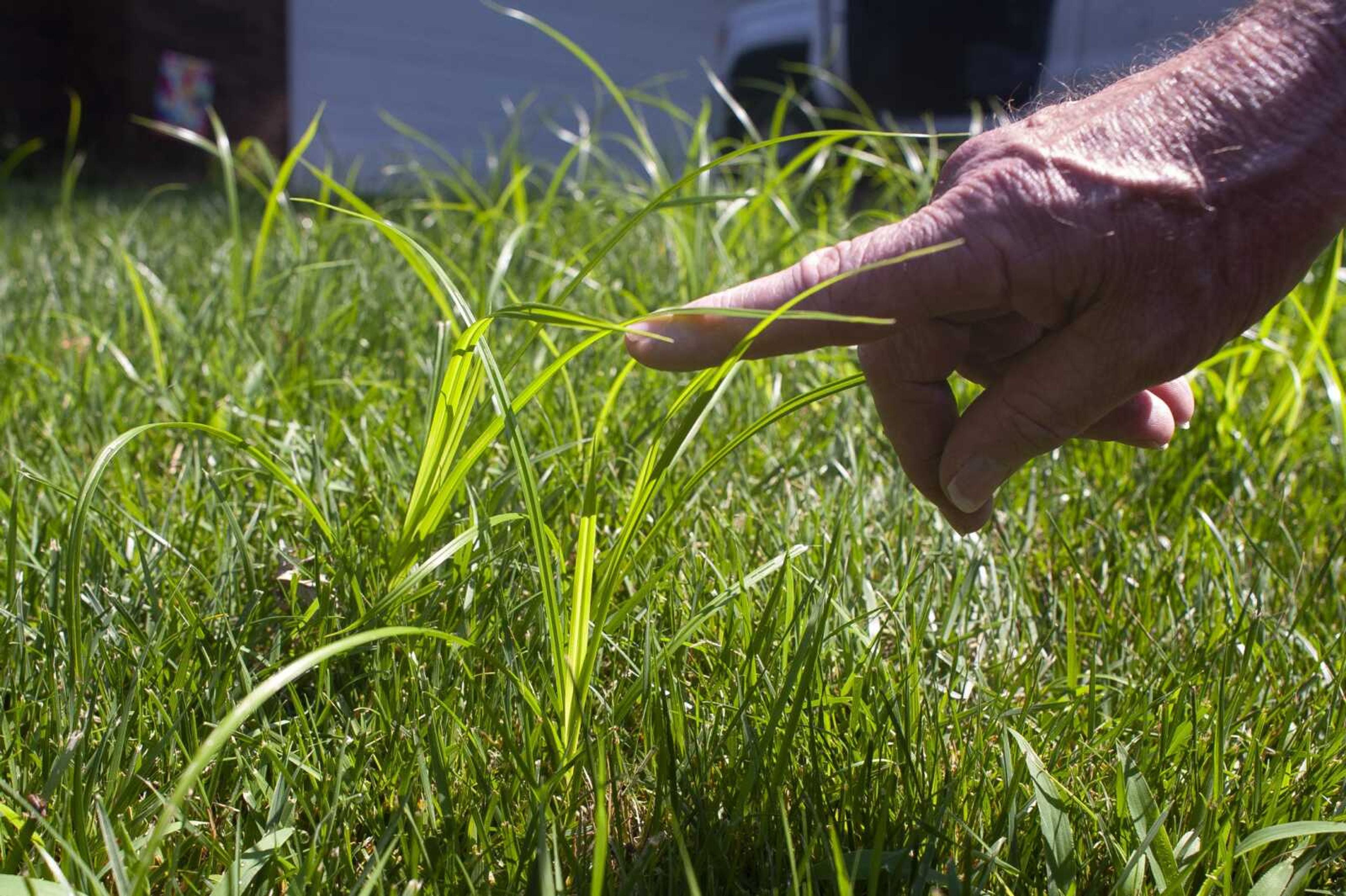 Paul Schnare of Cape Girardeau points to nutsedge, a type of weed, Wednesday in Cape Girardeau.