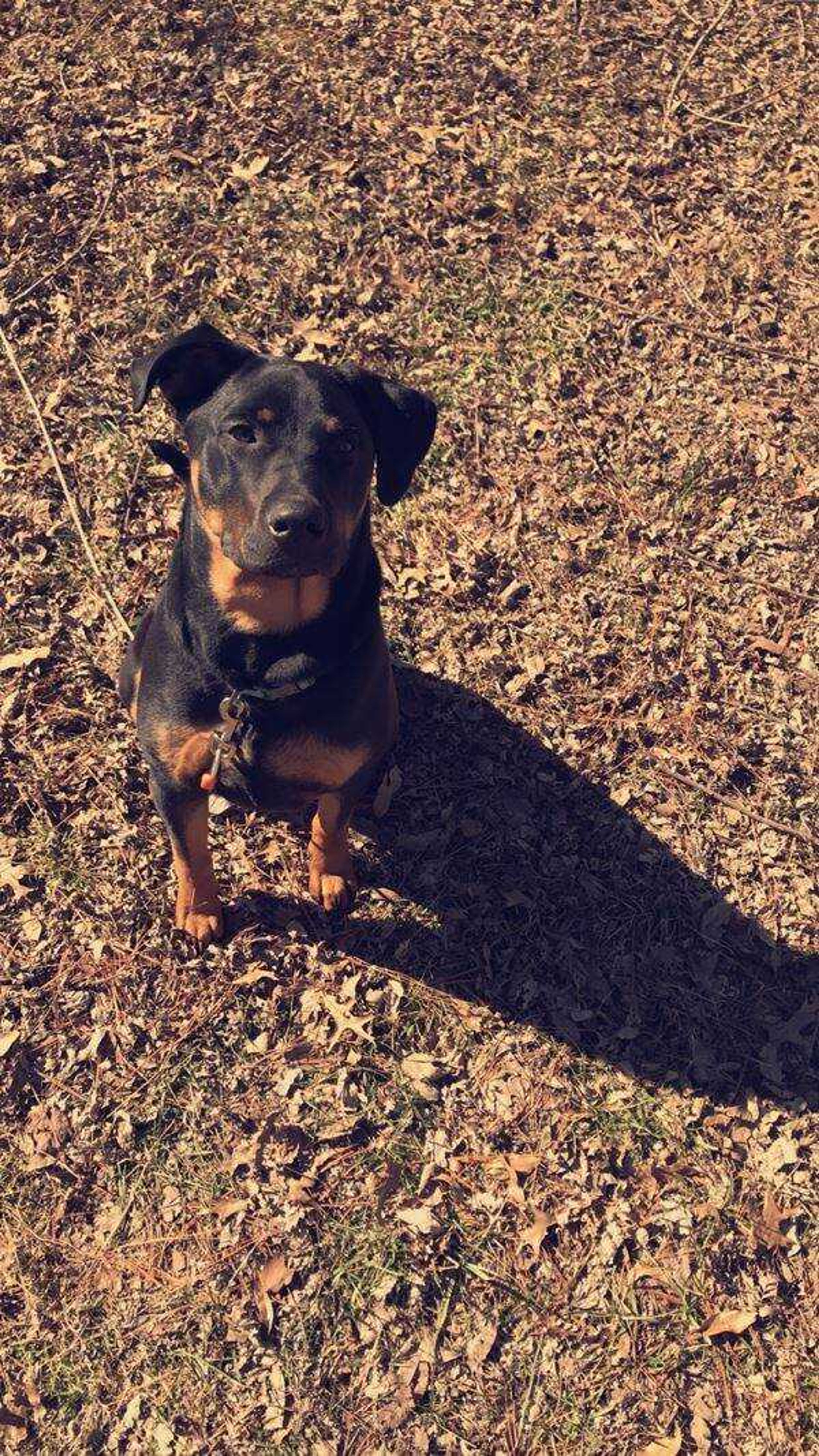 Rocko&nbsp; -&nbsp; Rocko enjoying some outside time while spring is in the air