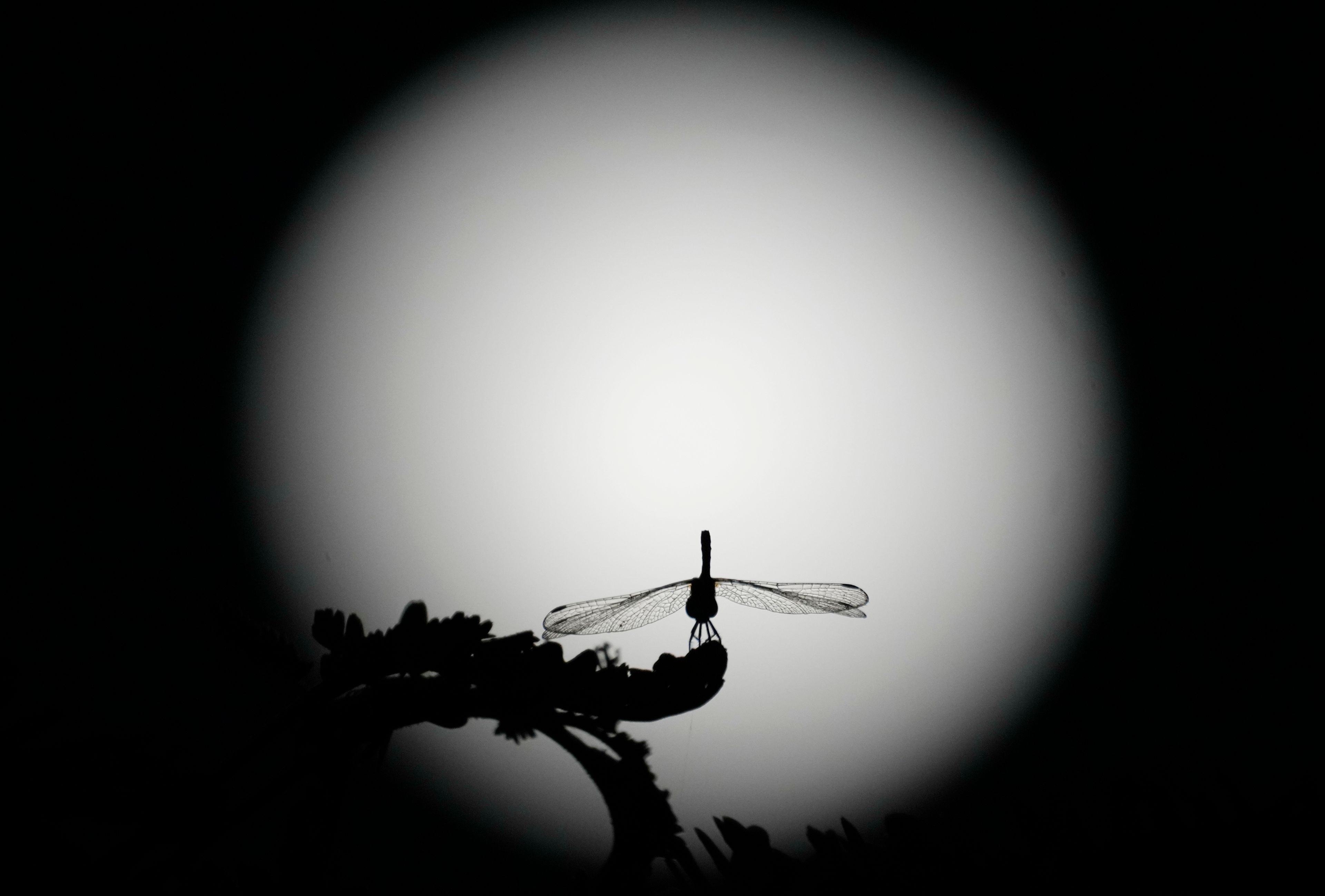 A dragonfly is backdropped by the moon, in Naypyitaw, Myanmar, Friday, Nov. 15, 2024. (AP Photo/Aung Shine Oo)