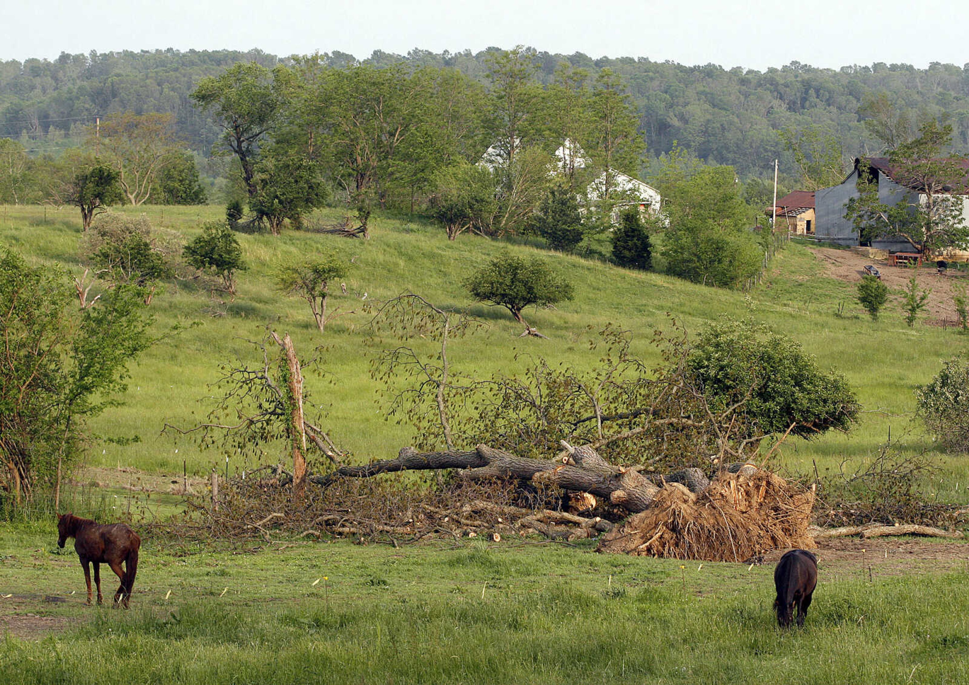 ELIZABETH DODD ~ edodd@semissourian.com
Many trees were uprooted by wind from the May 8 storms in Altenburg.