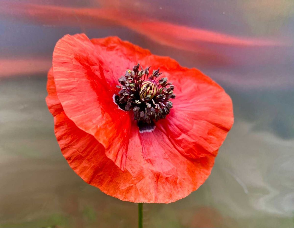 Poppy Rood The red poppy story