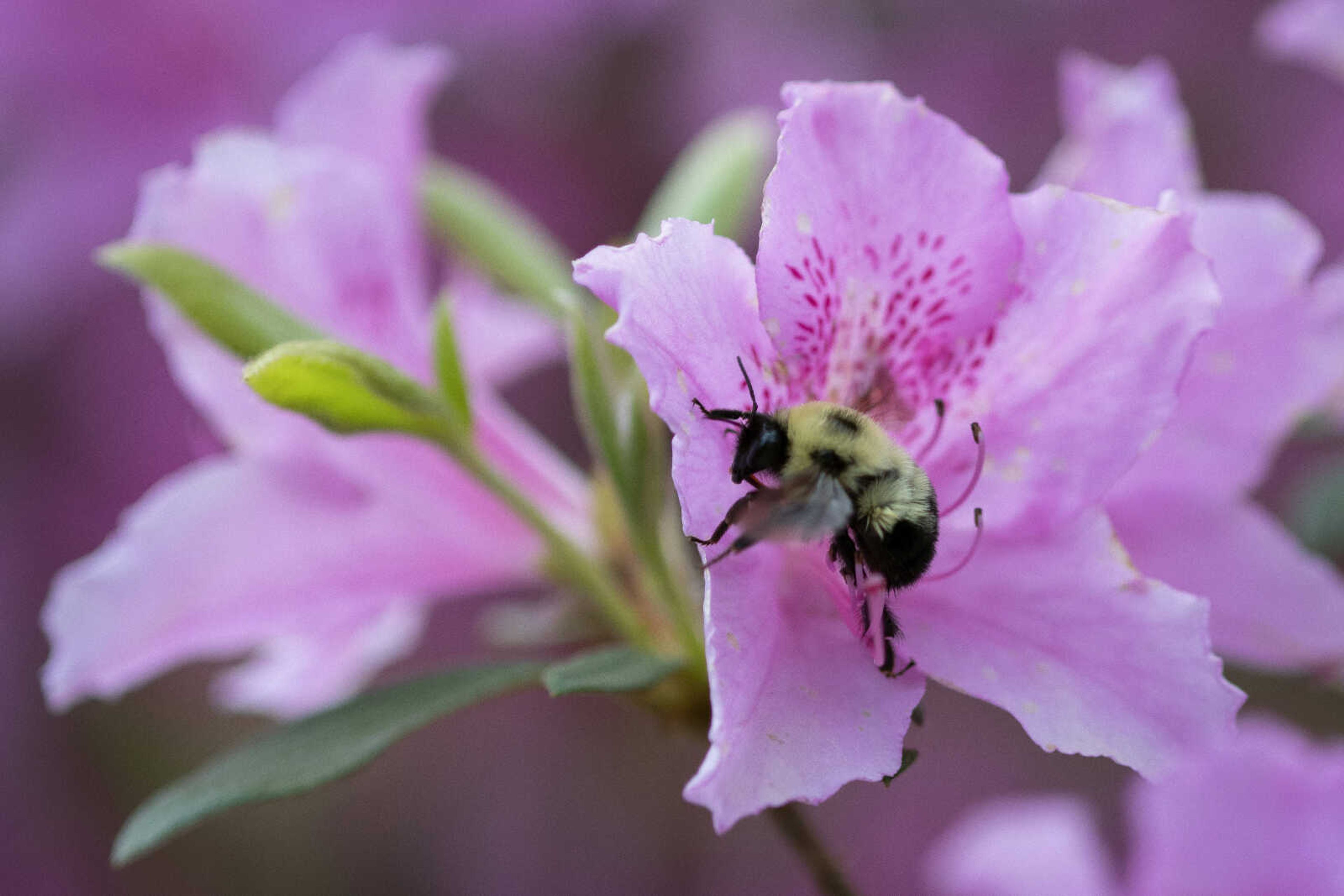 A bee goes from flower to flower Wednesday, April 22, 2020, at Pinecrest Azalea Gardens in Cape Girardeau County.